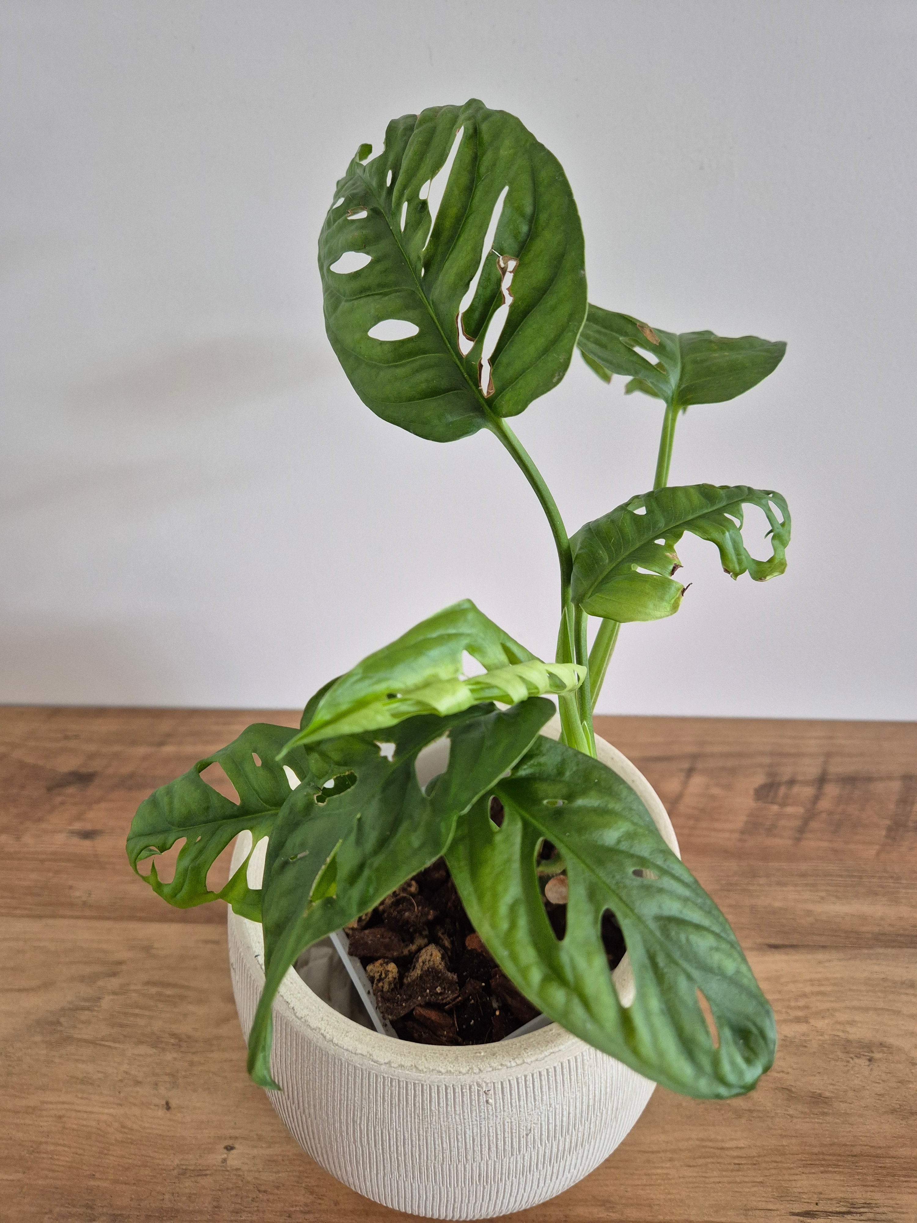 Monstera Adansonii #4