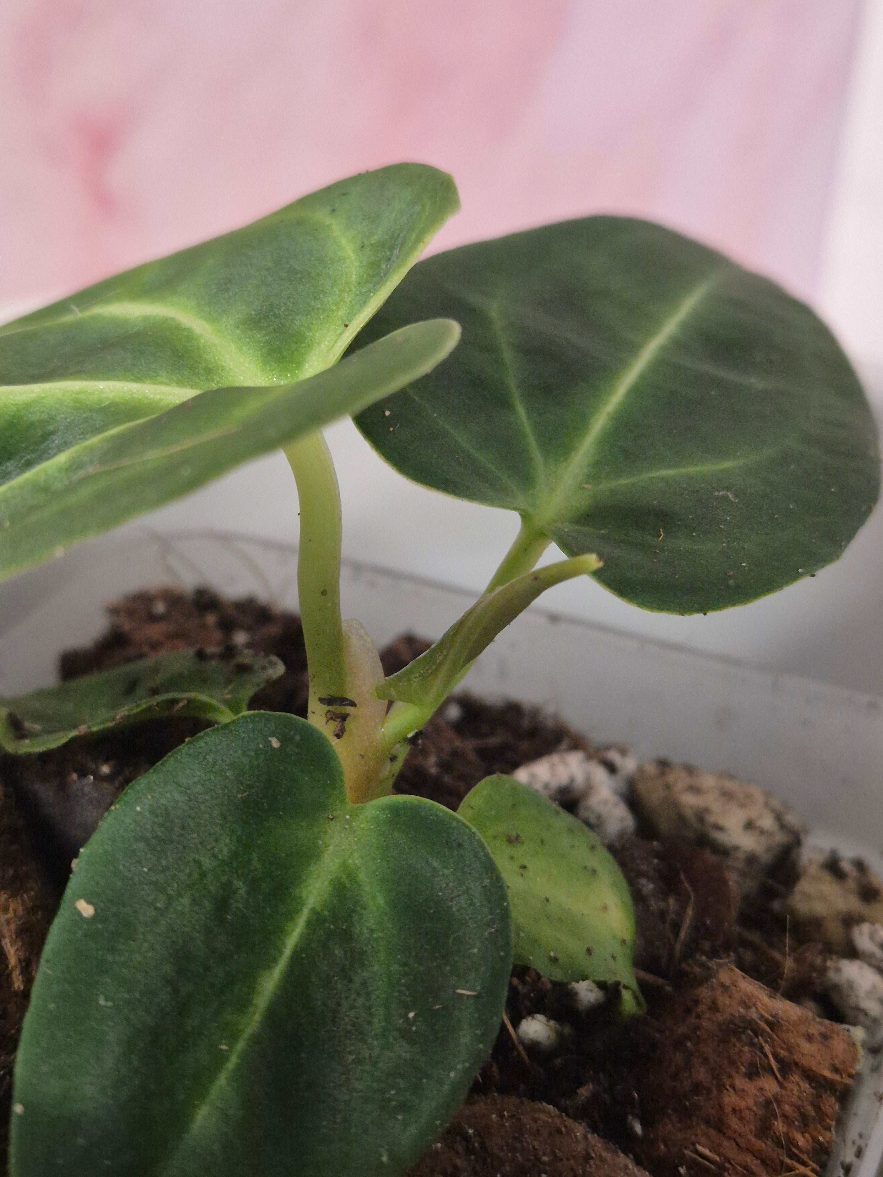 Anthurium Regale #5