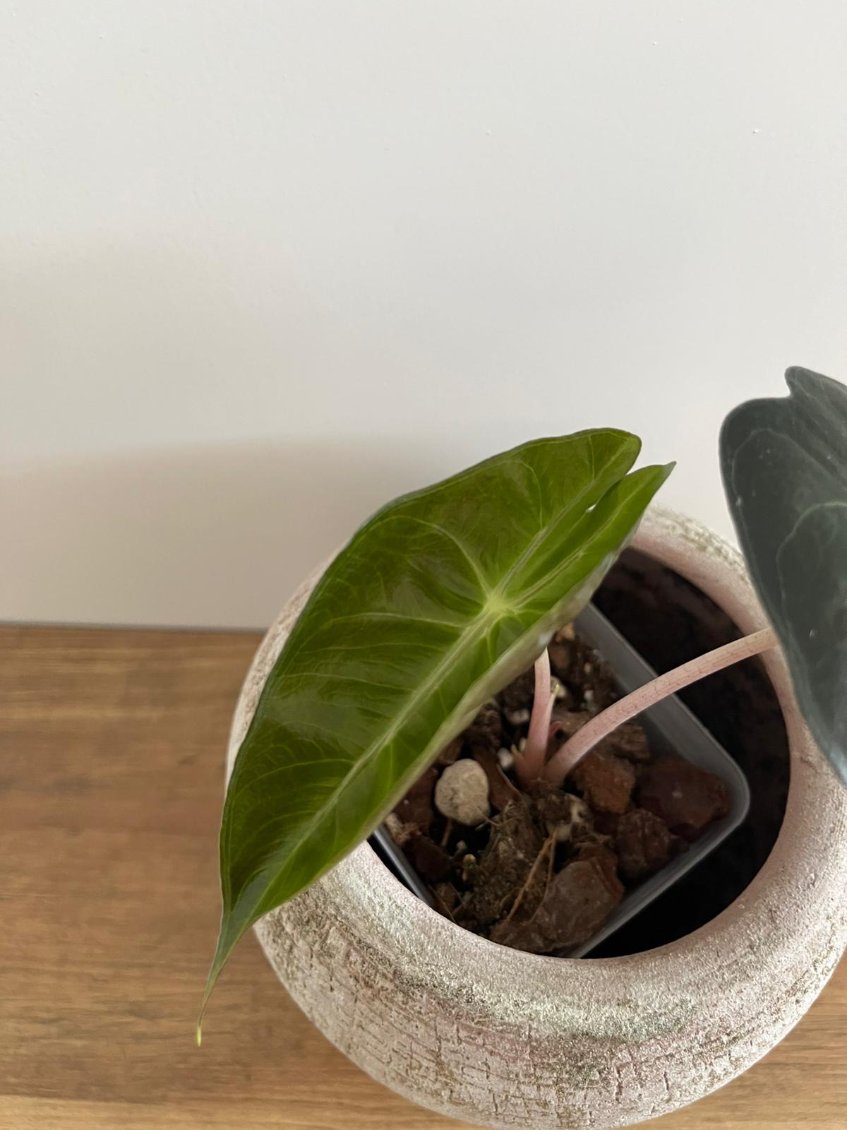 Alocasia Pink Dragon #6