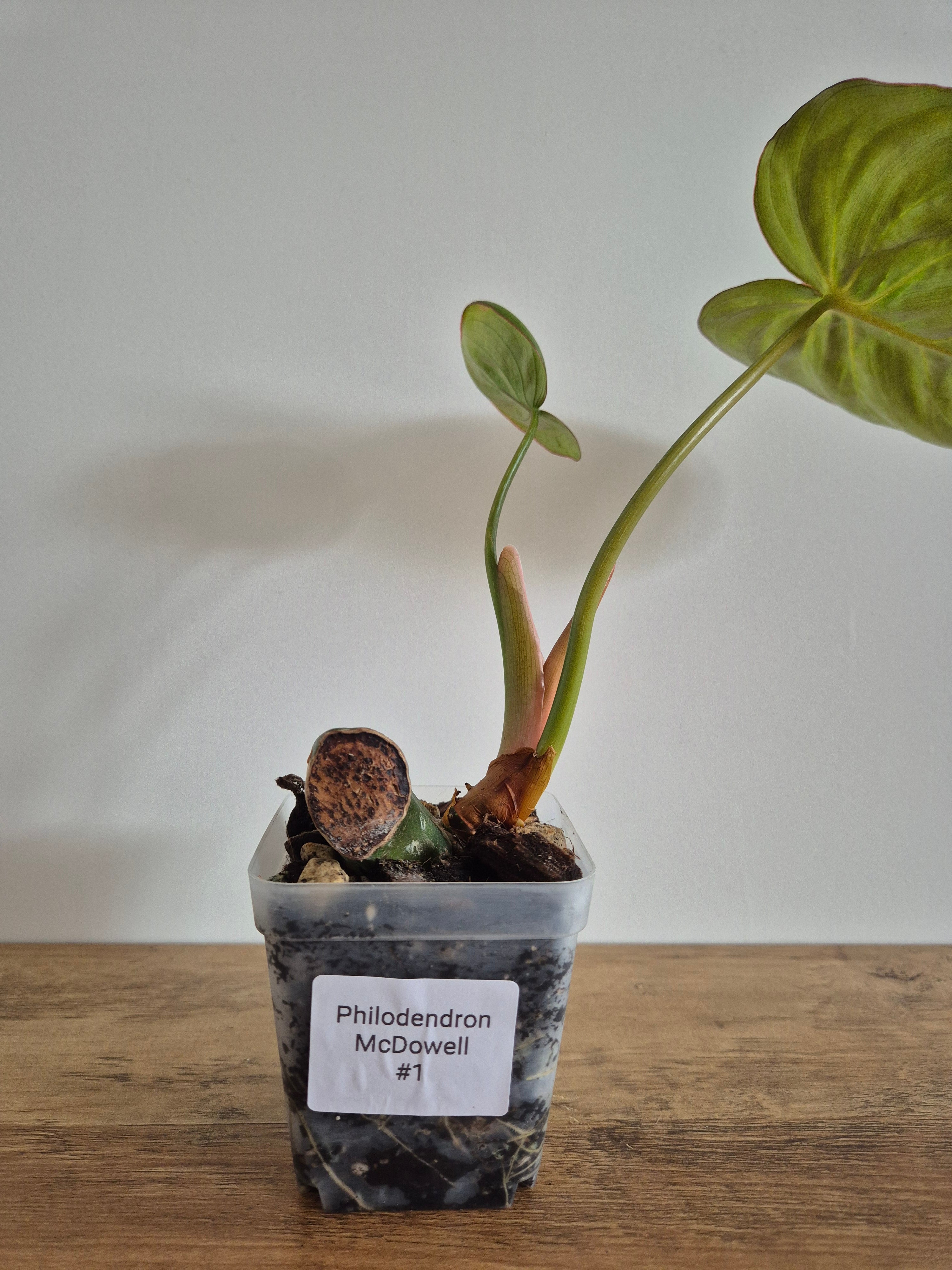 Philodendron McDowell #1
