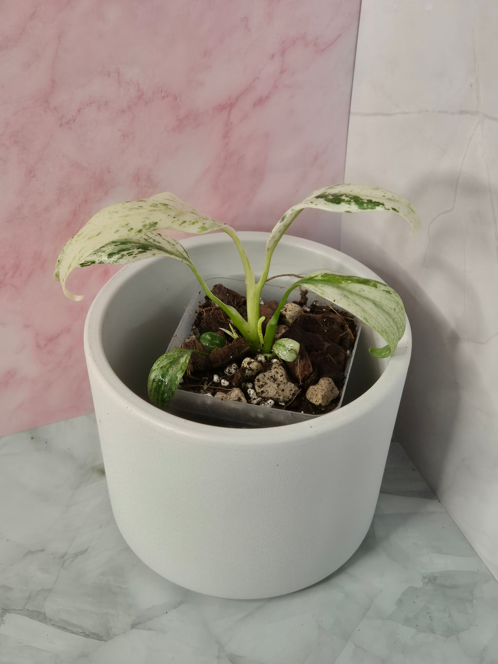 Rhaphidophora Puberula Variegata #19