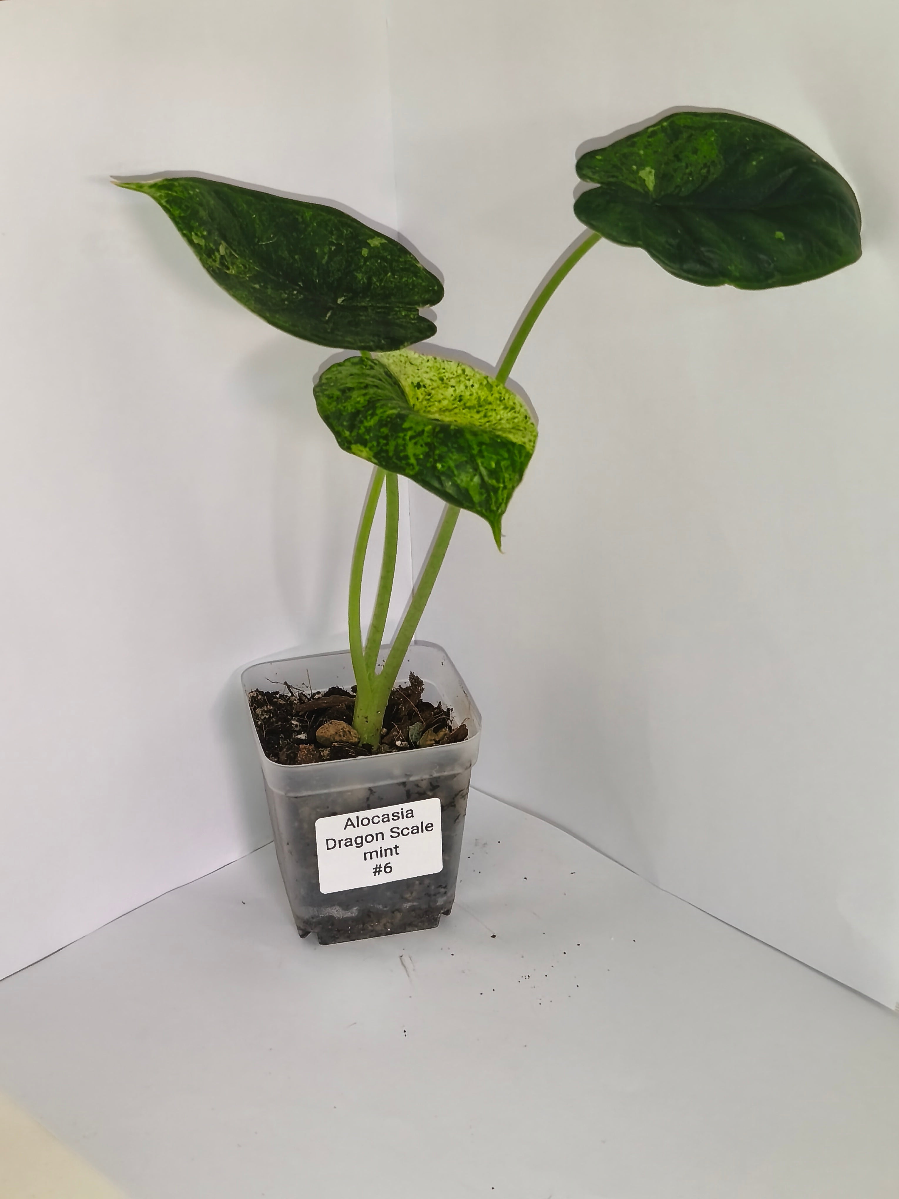 Alocasia Dragon Scale mint #6