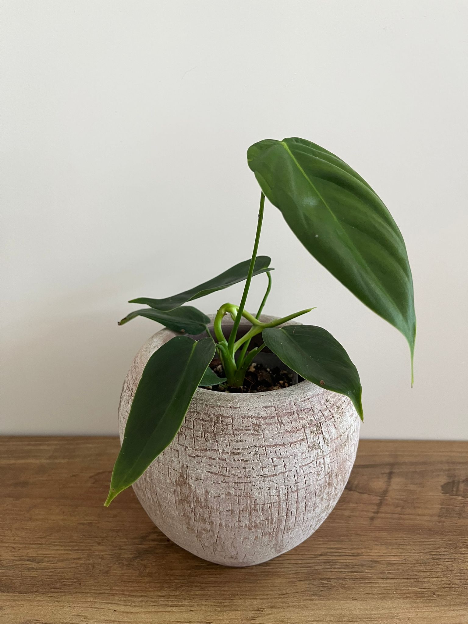 Philodendron Patriciae #6