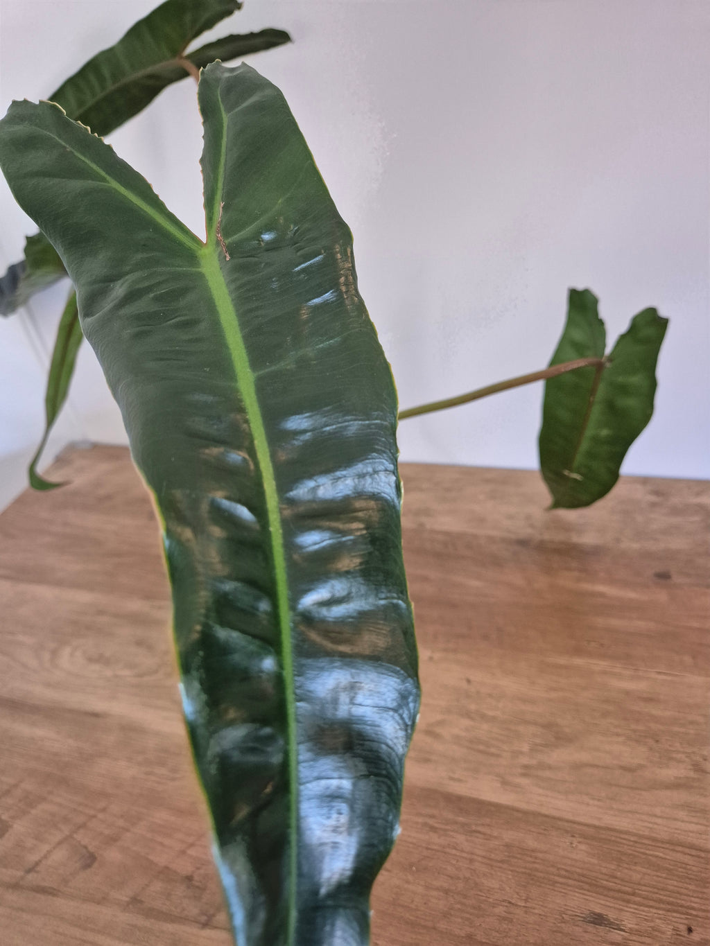 Philodendron Billietiae #1