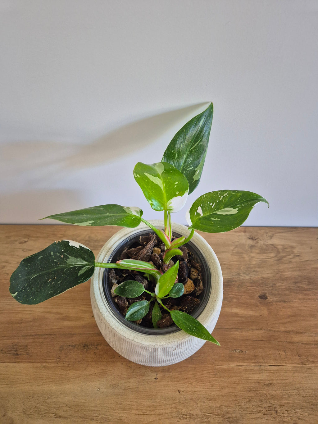 Philodendron White Princess #7