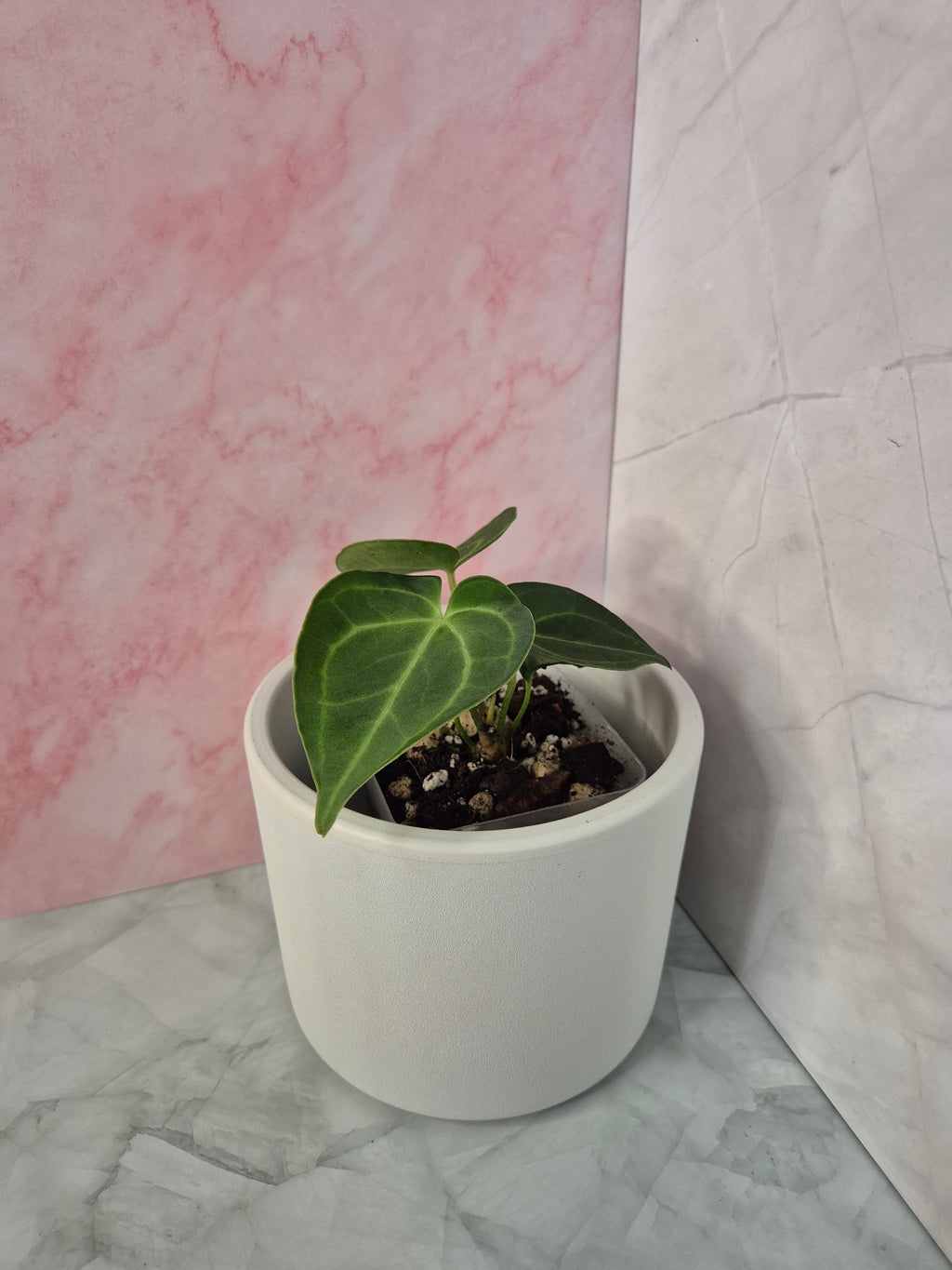 Anthurium Clarinervium #2