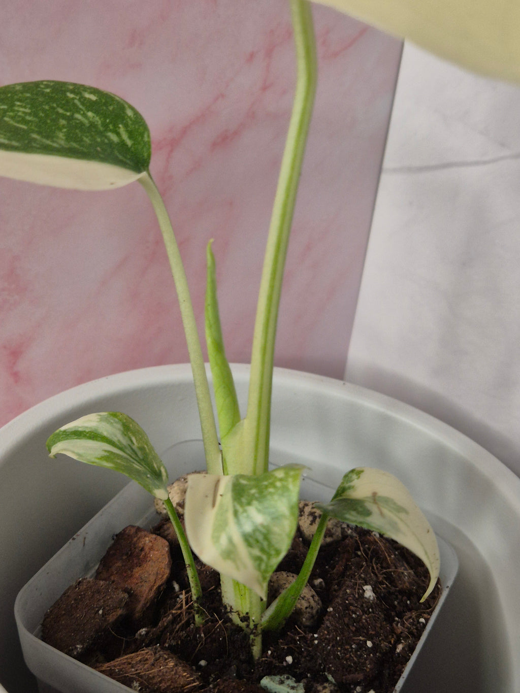 Monstera Thai Constellation #11