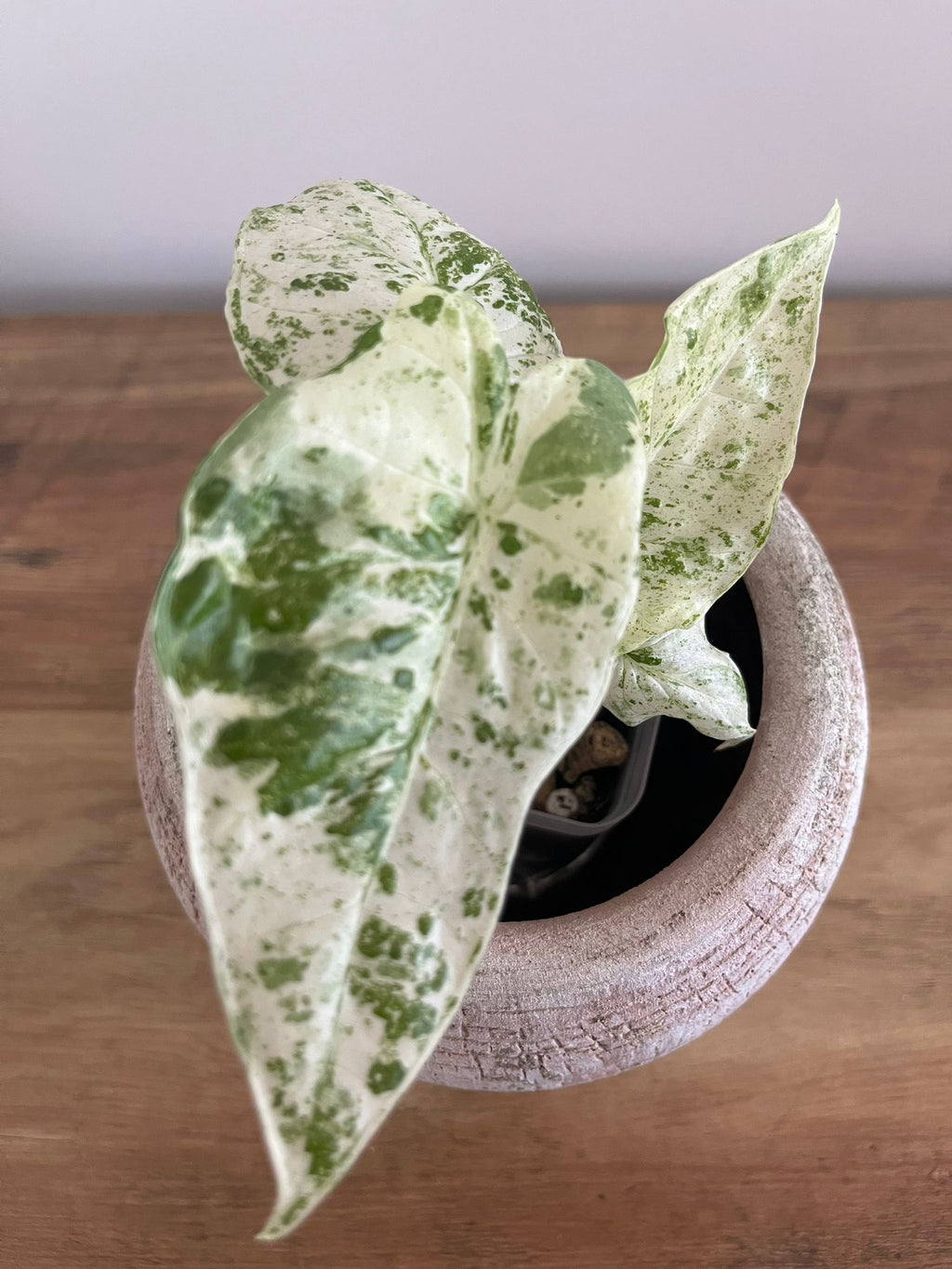 Alocasia Macrorrhiza splash #3