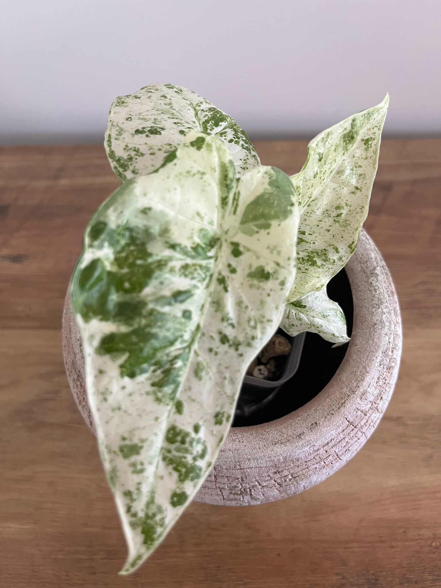 Alocasia Macrorrhiza splash #3