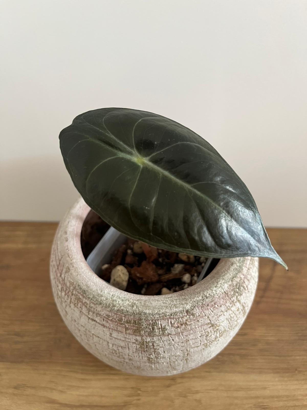 Alocasia Pink Dragon #5