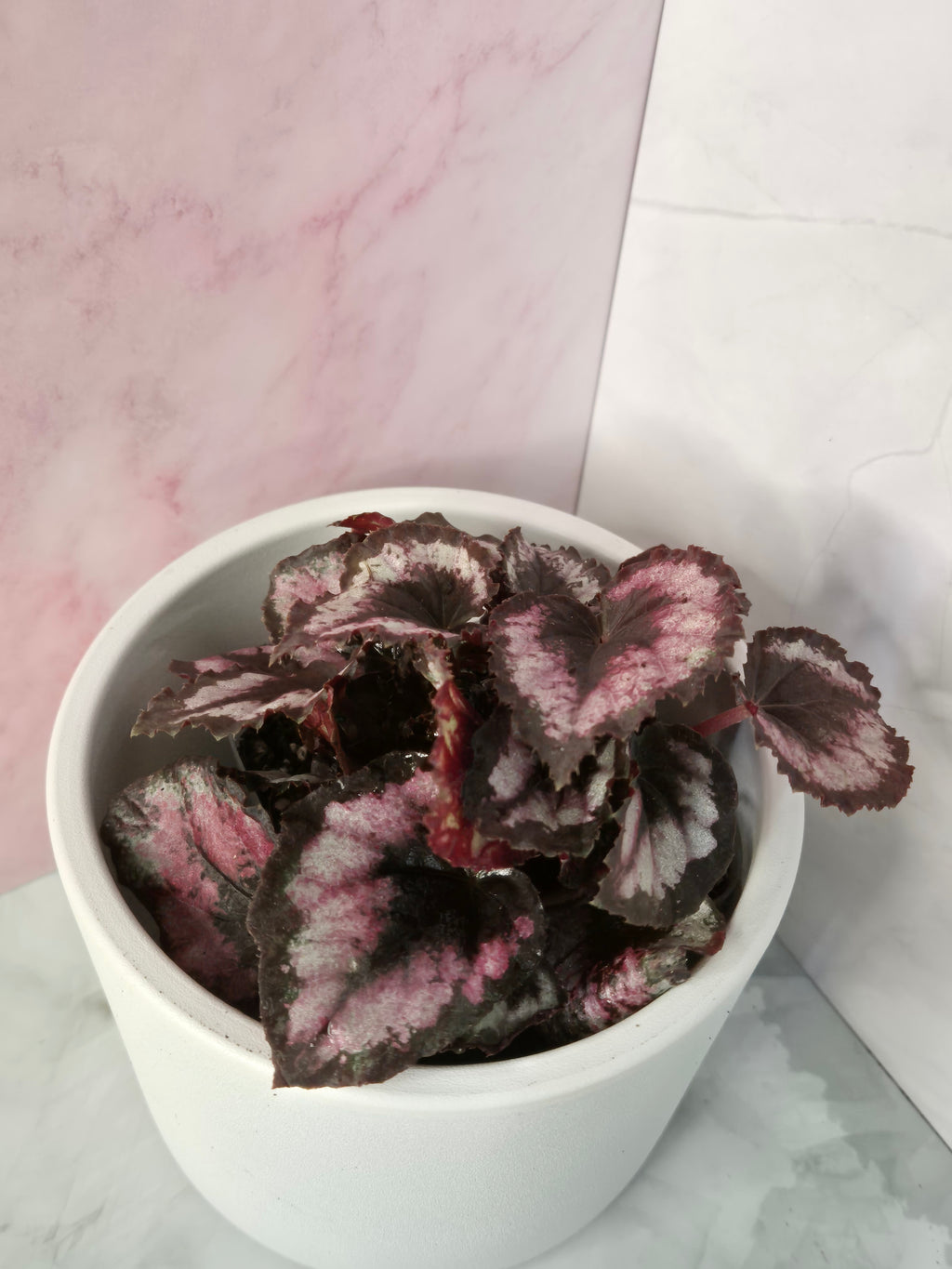 Begonia Red Heart #7