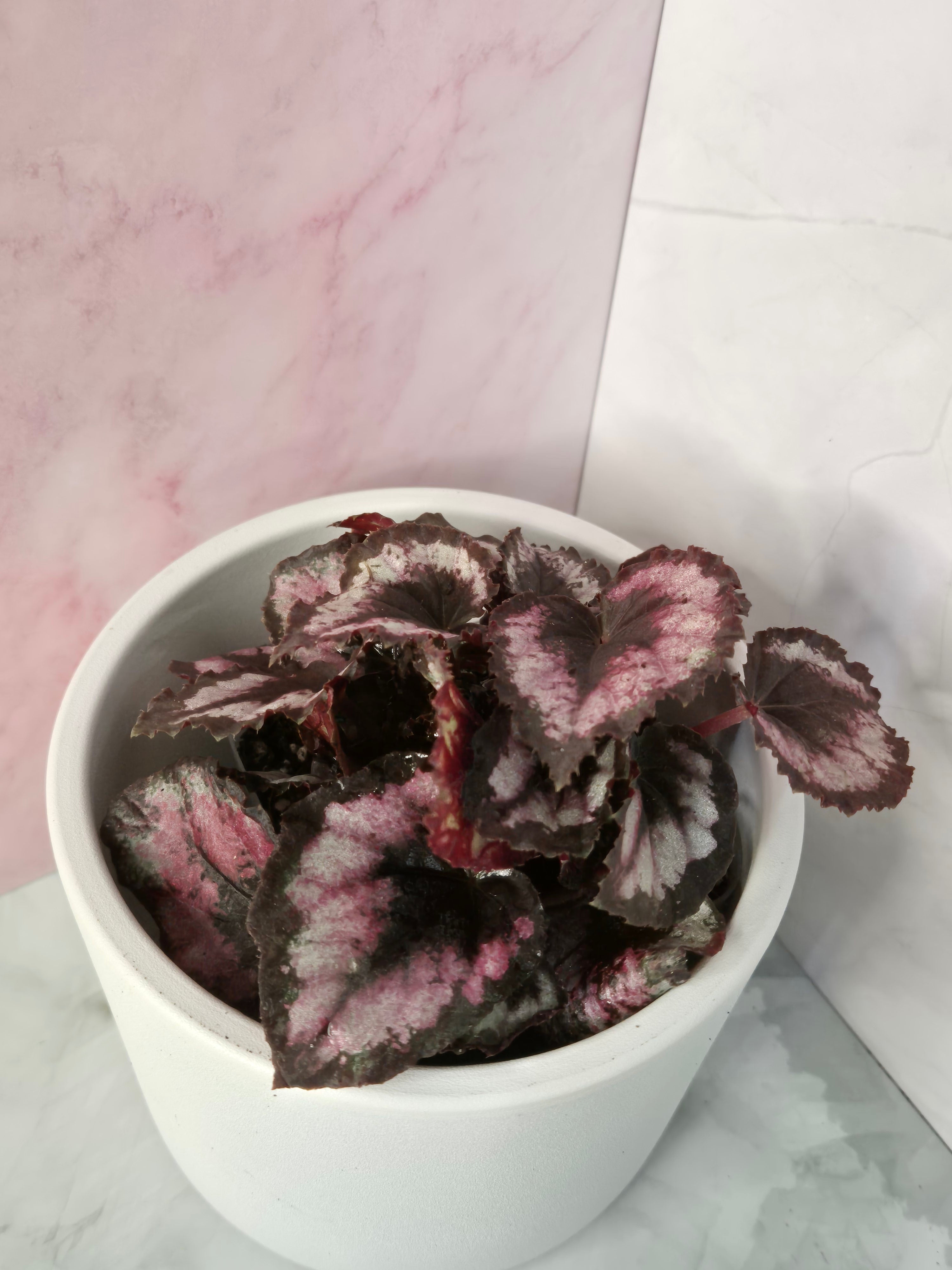 Begonia Red Heart #7