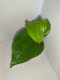 Epipremnum aureum #3