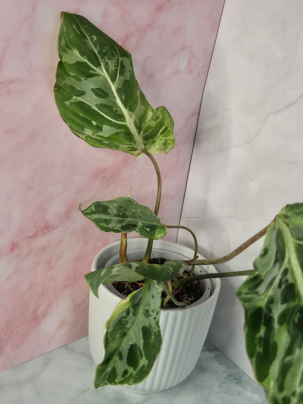 Philodendron Gloriosum Snow Leopard #1
