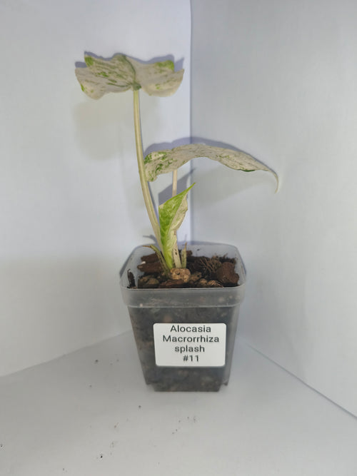 Alocasia Macrorrhiza splash #11