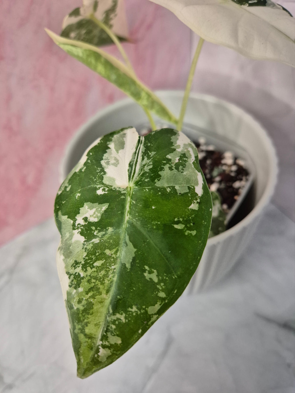 Alocasia Micholitziana Frydek Variegated #2