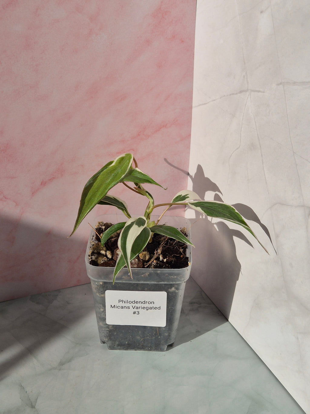 Philodendron Micans Variegated Albo #3