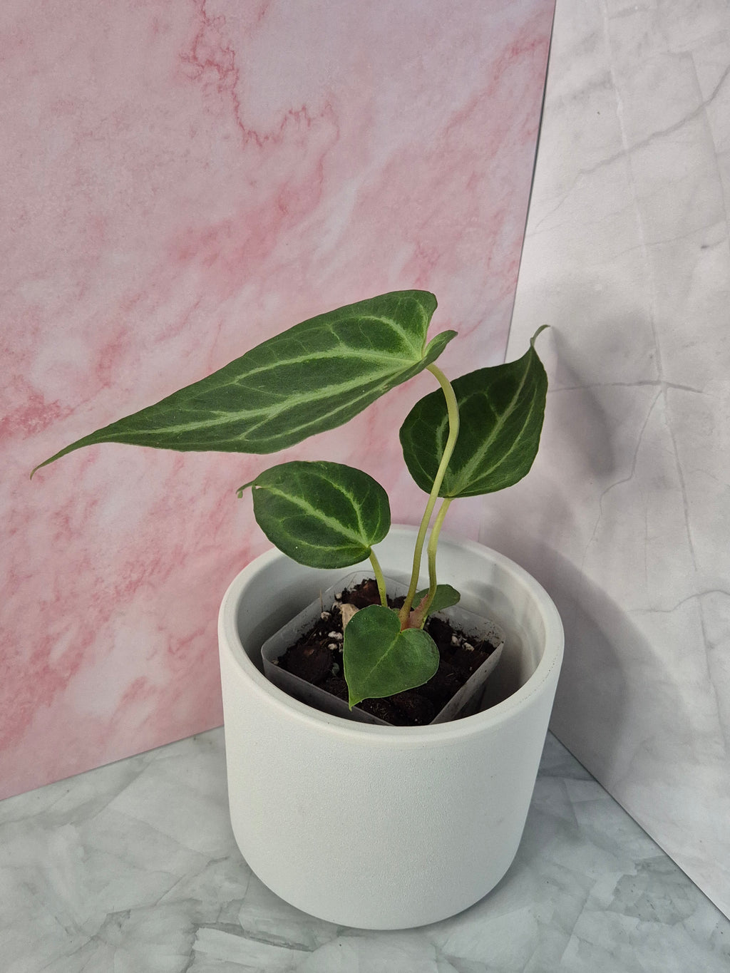 Anthurium Magnificum #5