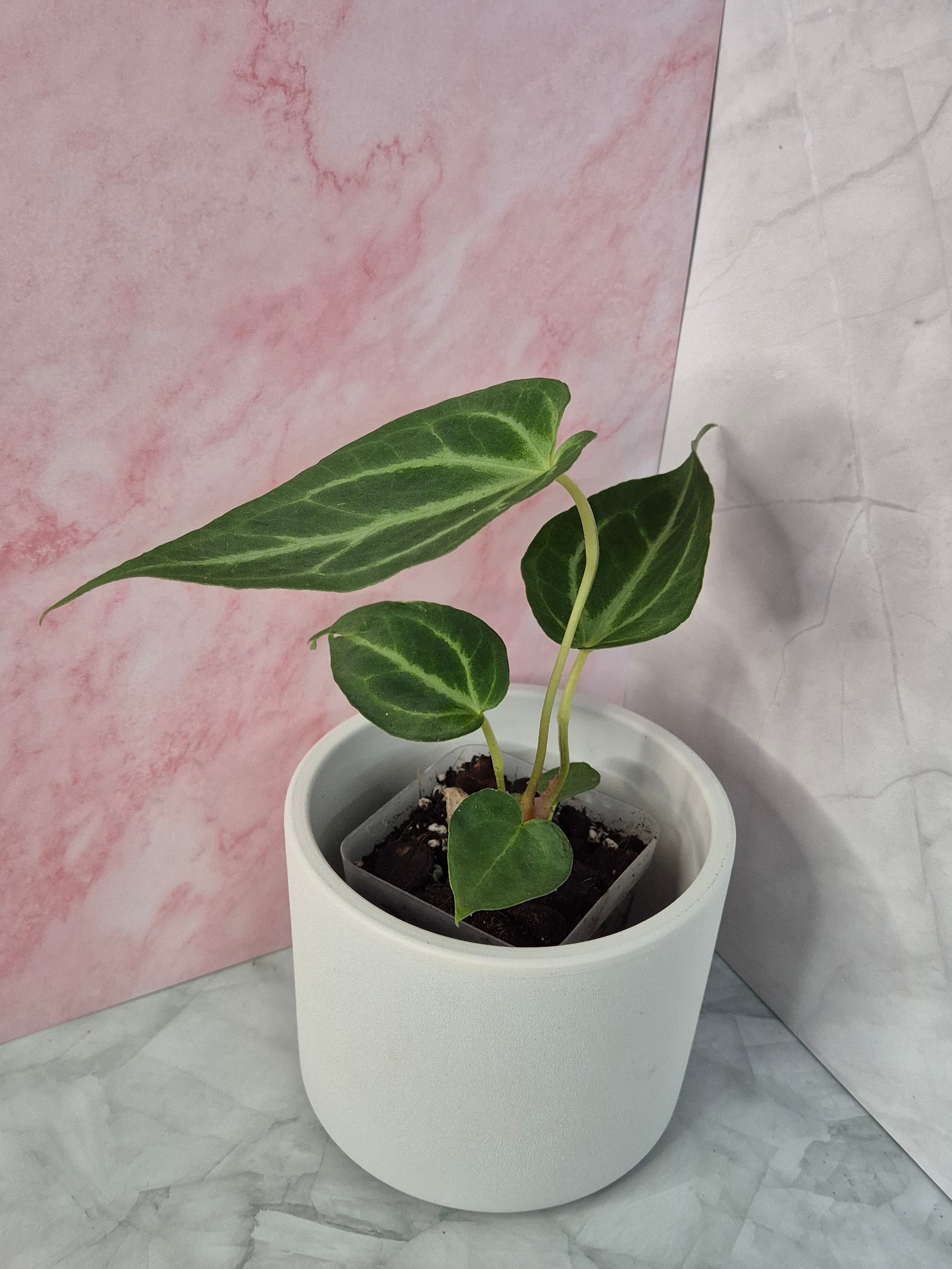 Anthurium Magnificum #5