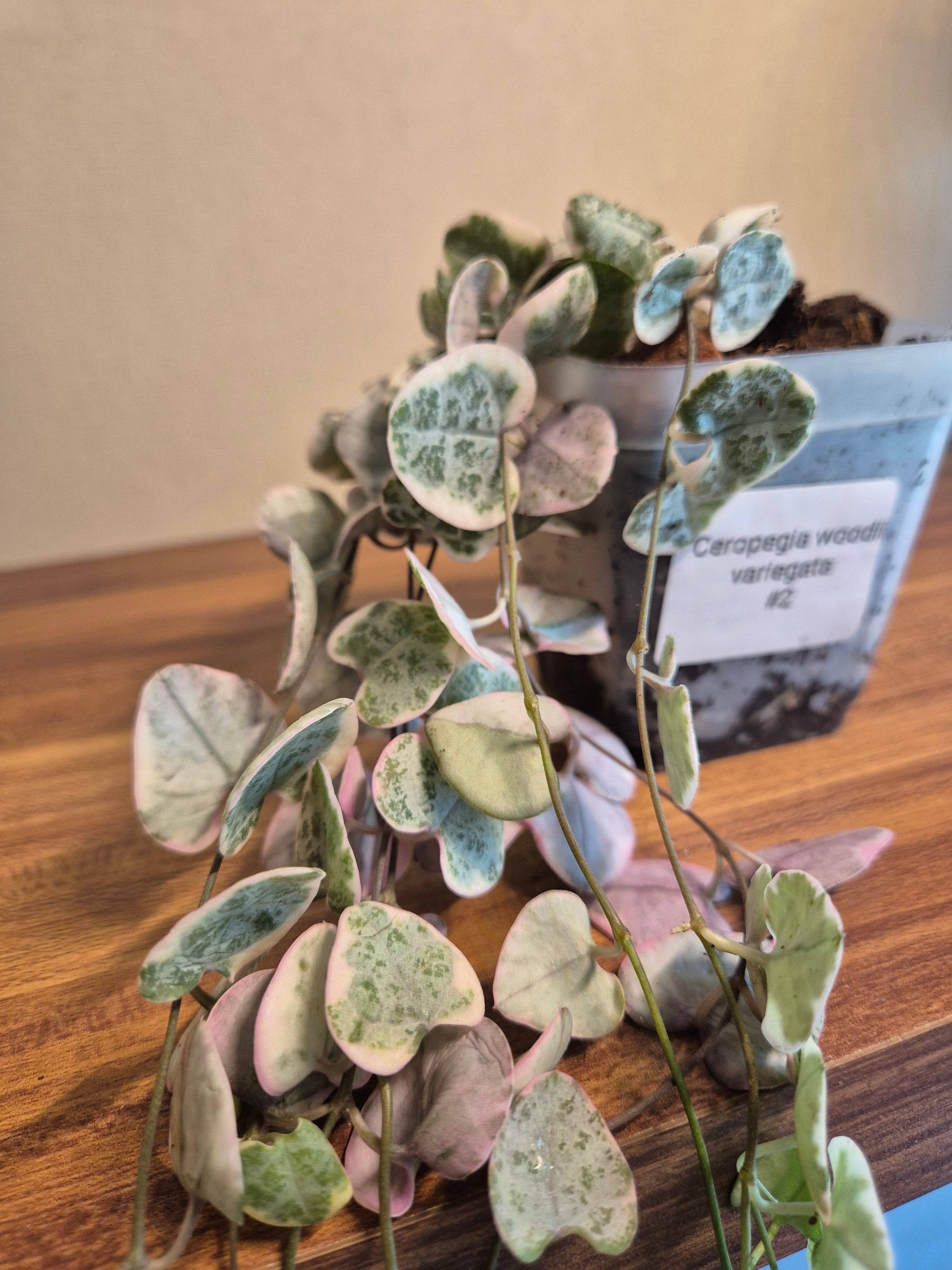 Ceropegia Woodii Variegata #2