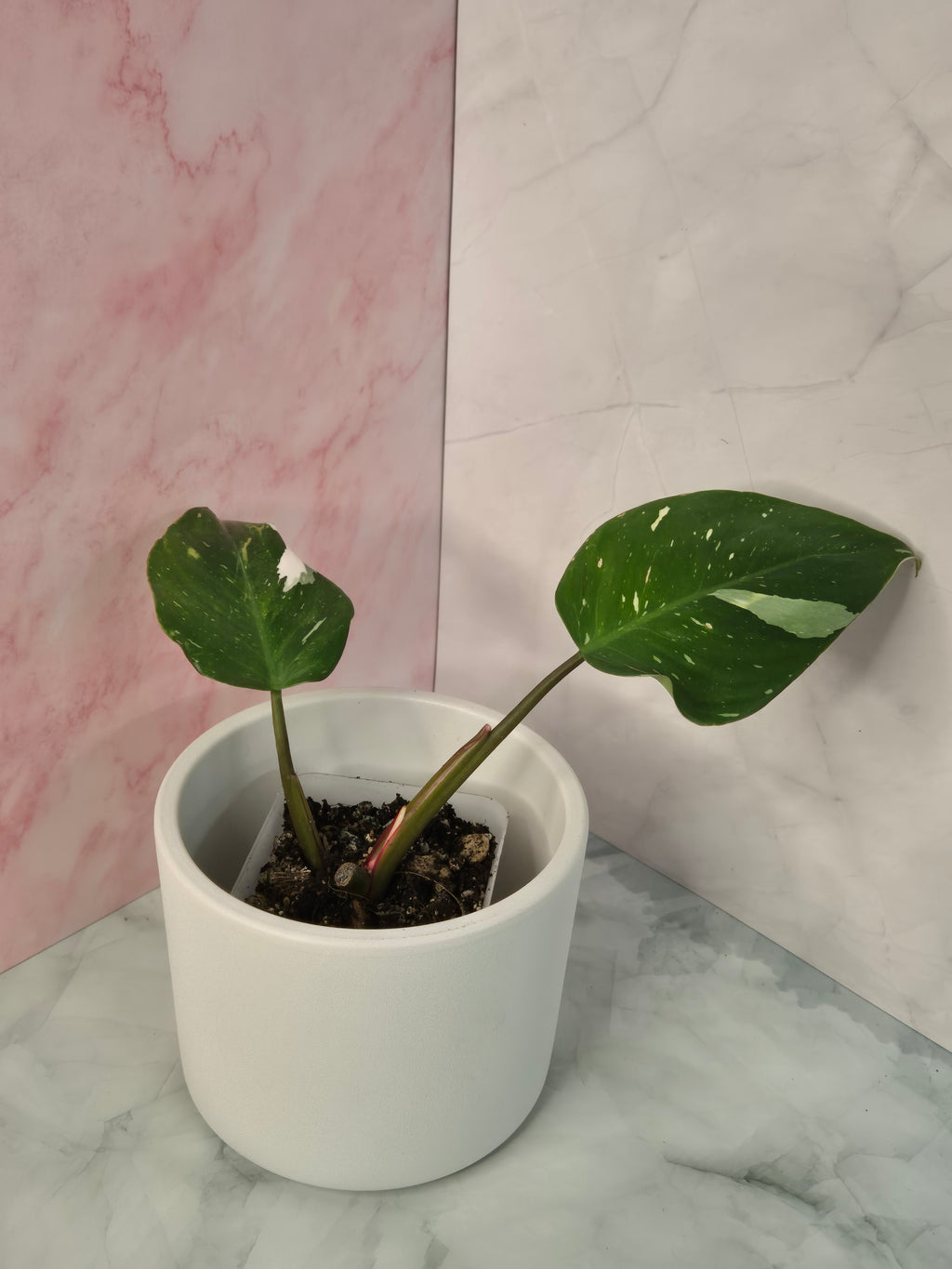 Philodendron White Princess #9