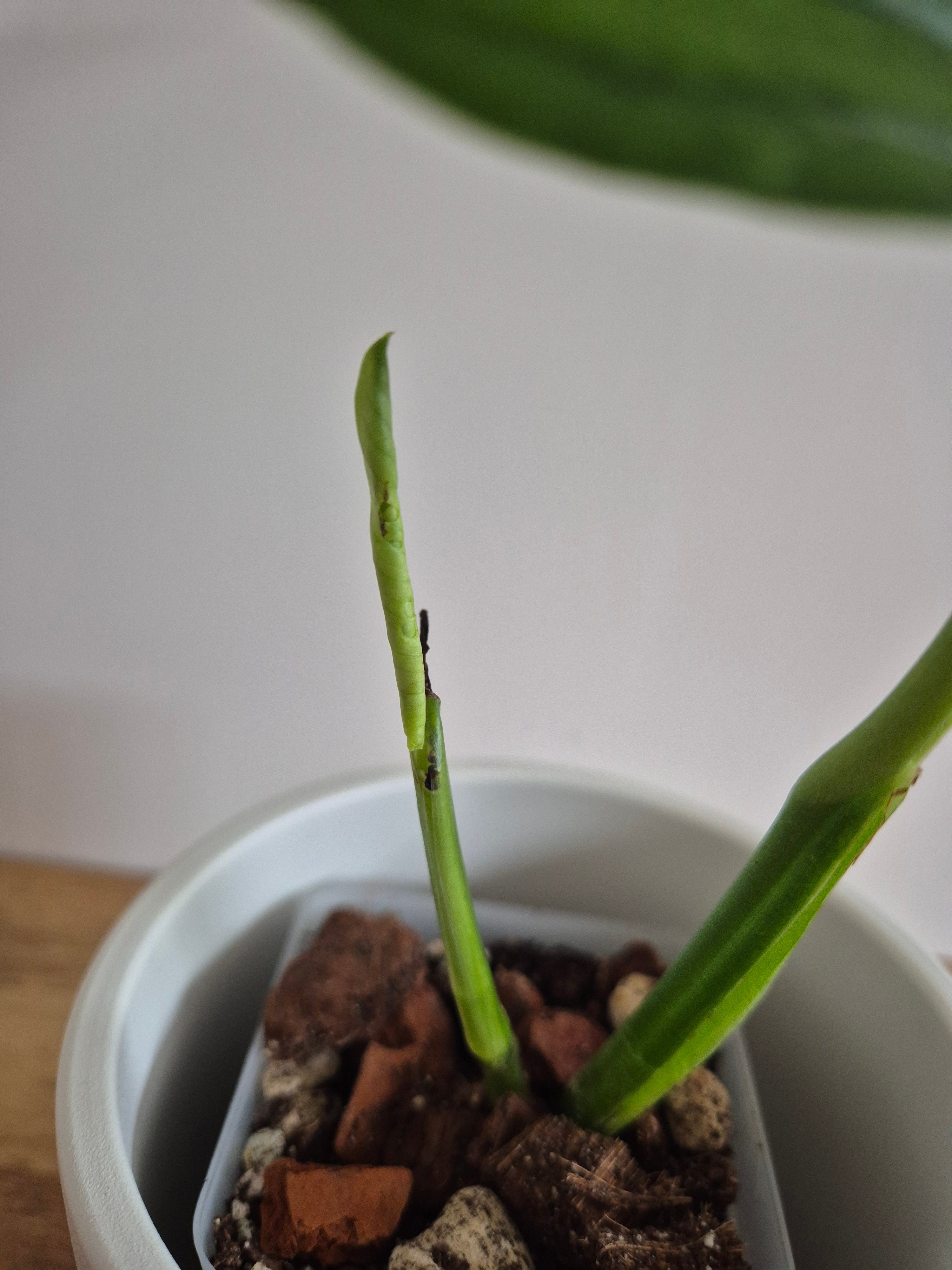 Monstera Obliqua variegated #1
