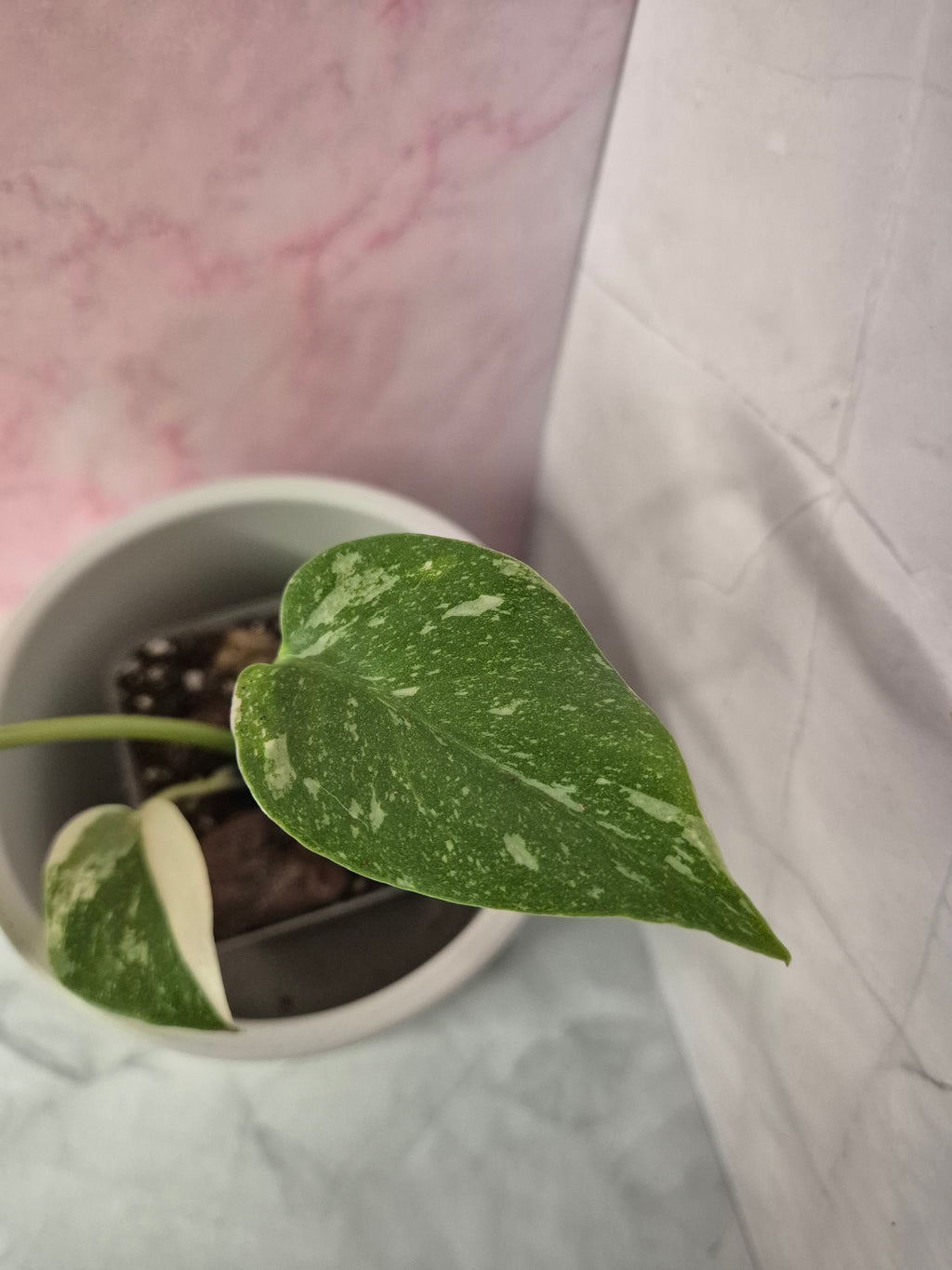 Monstera Thai Constellation #19