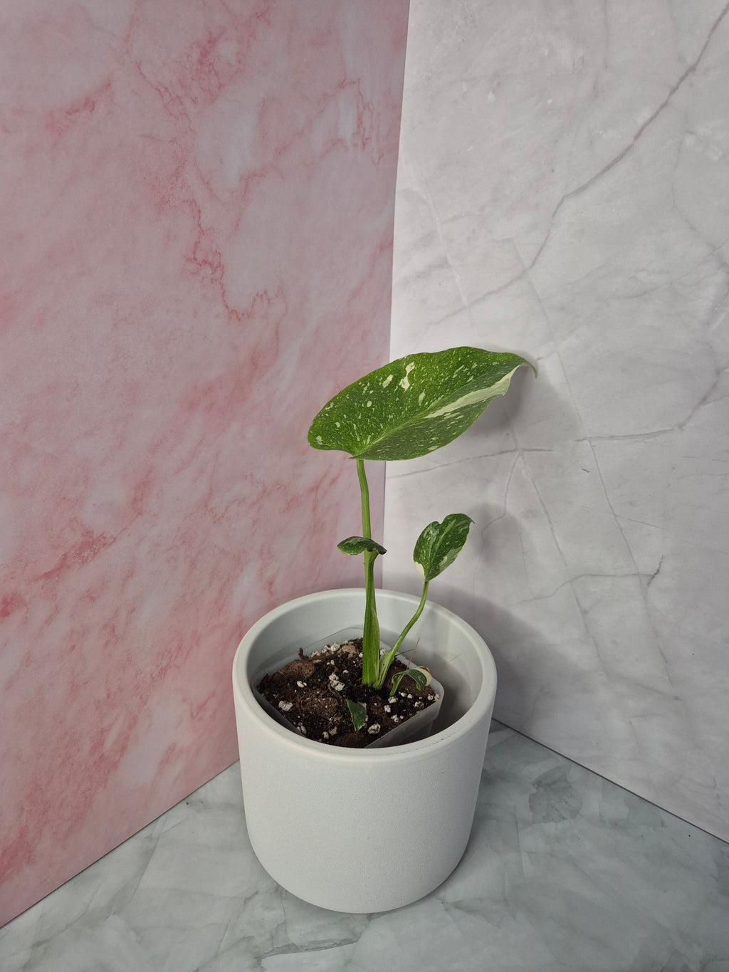 Monstera Thai Constellation #4