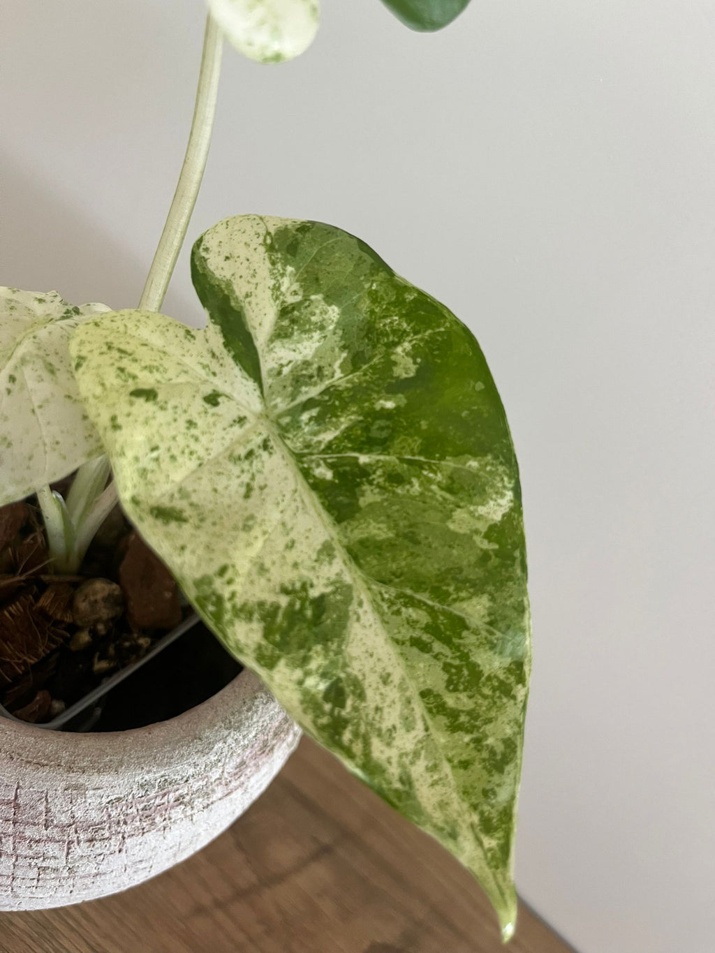 Alocasia Macrorrhiza splash #10