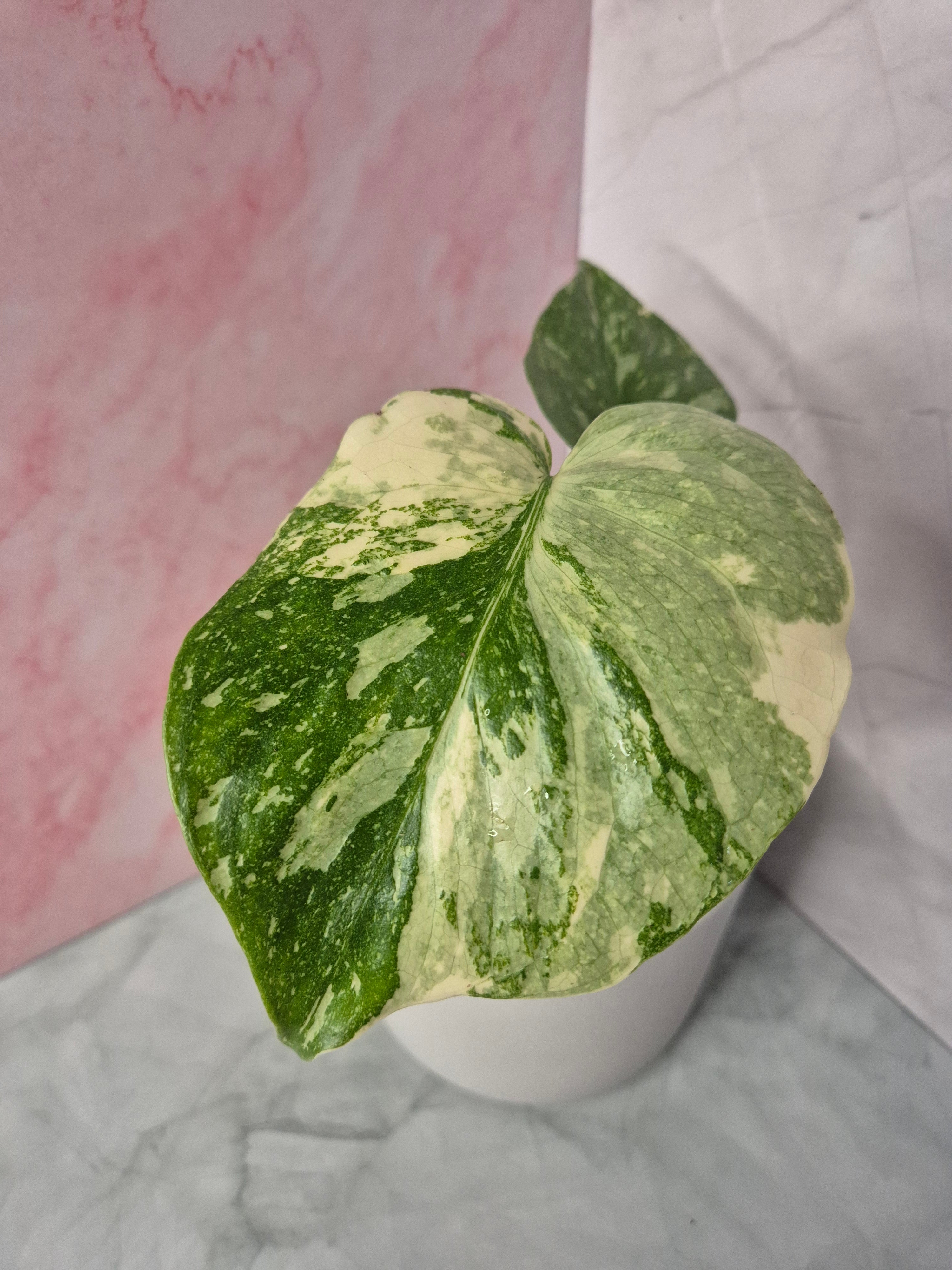 Monstera Thai Constellation #8