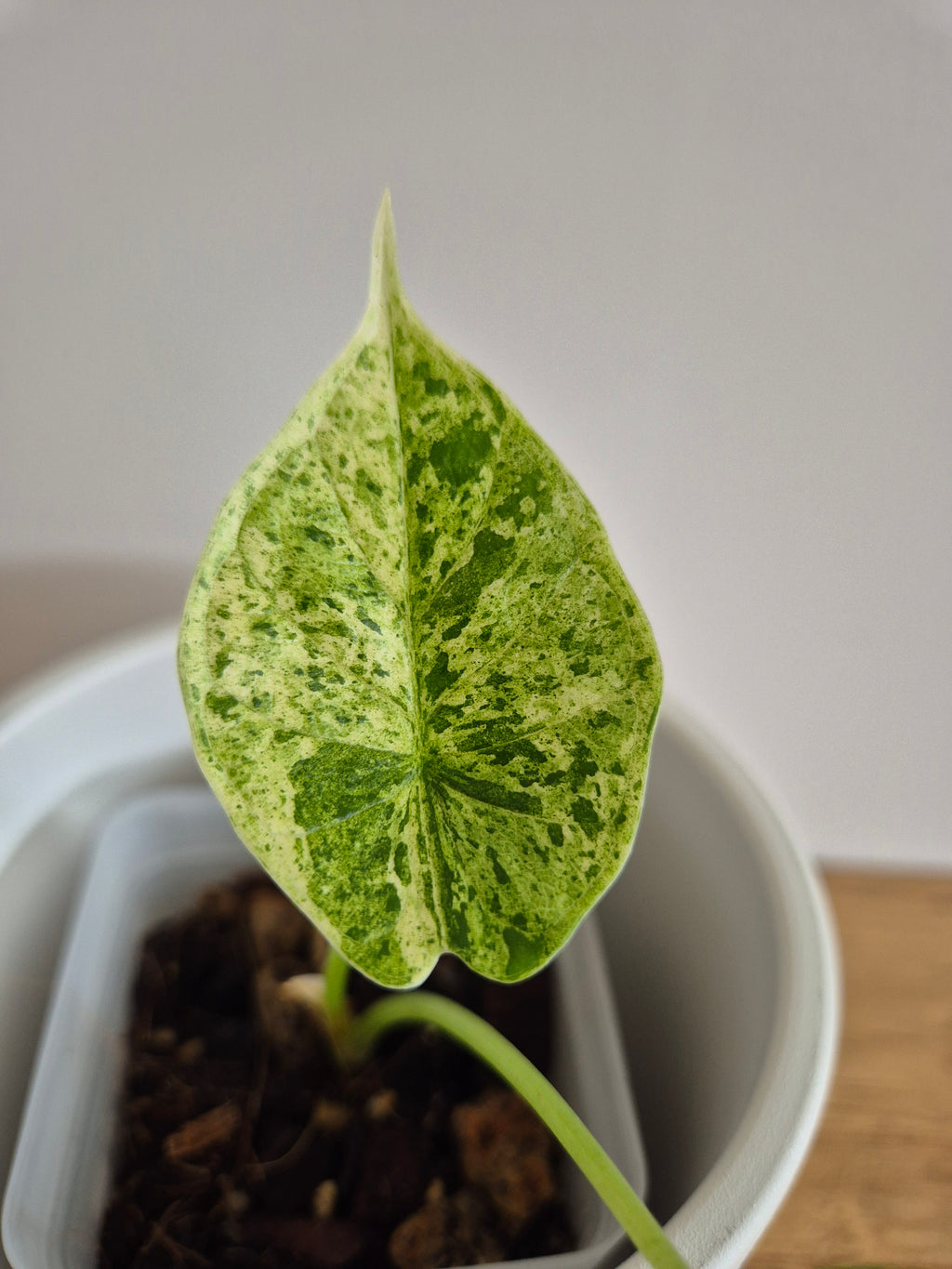 Alocasia Dragon Scale munt #4