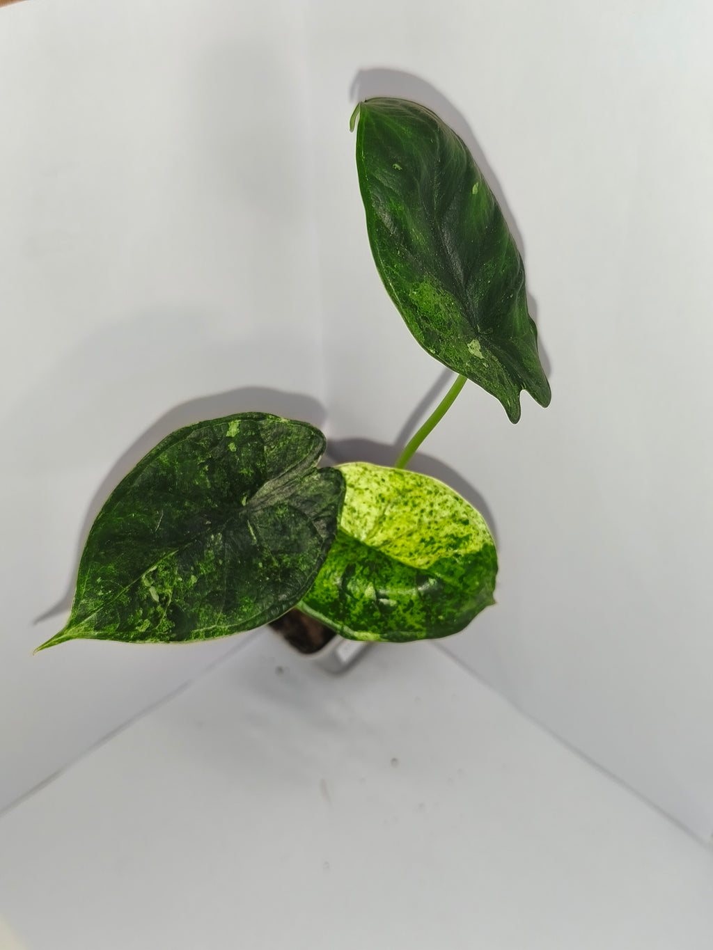 Alocasia Dragon Scale mint #6