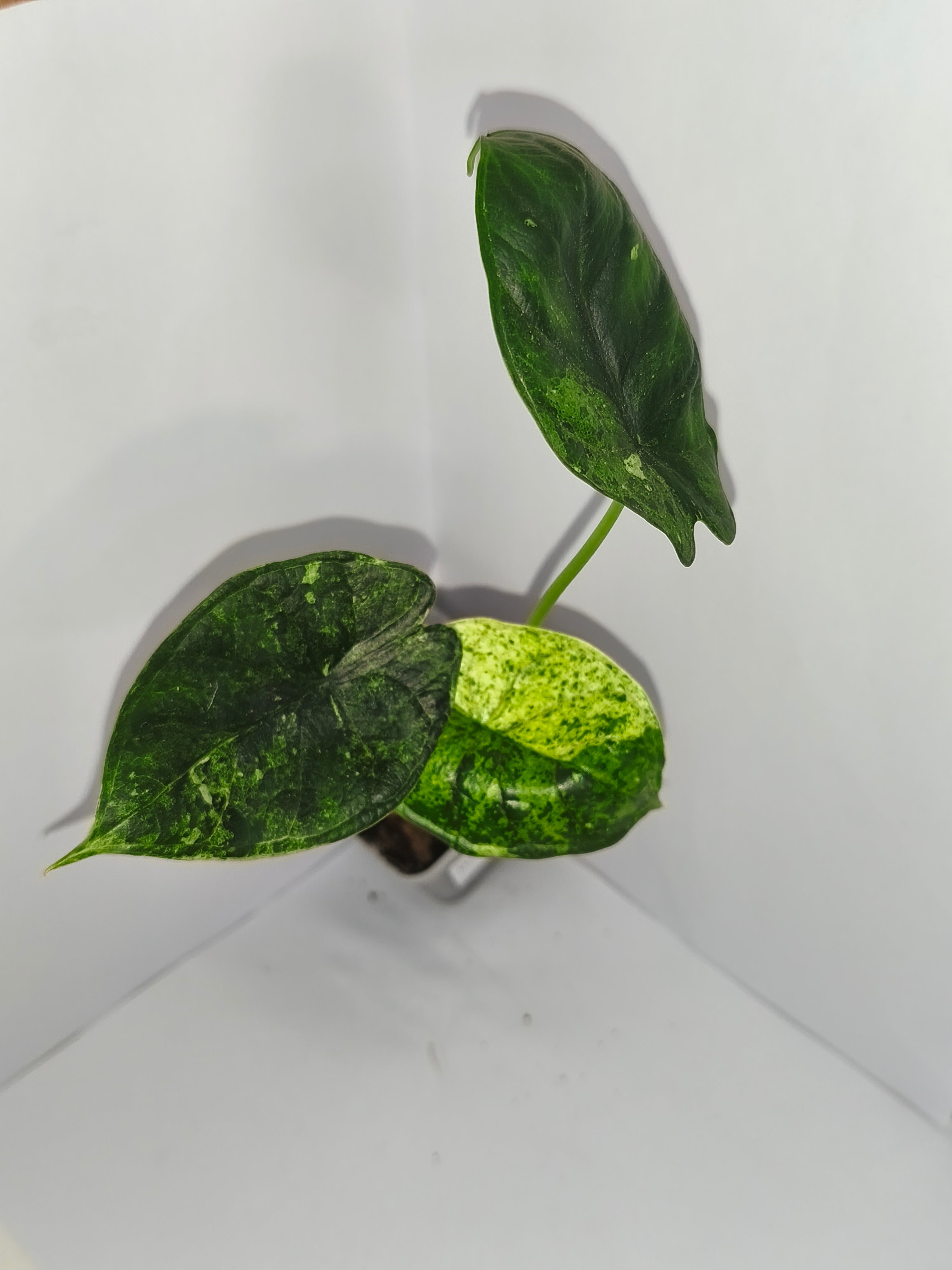 Alocasia Dragon Scale mint #6