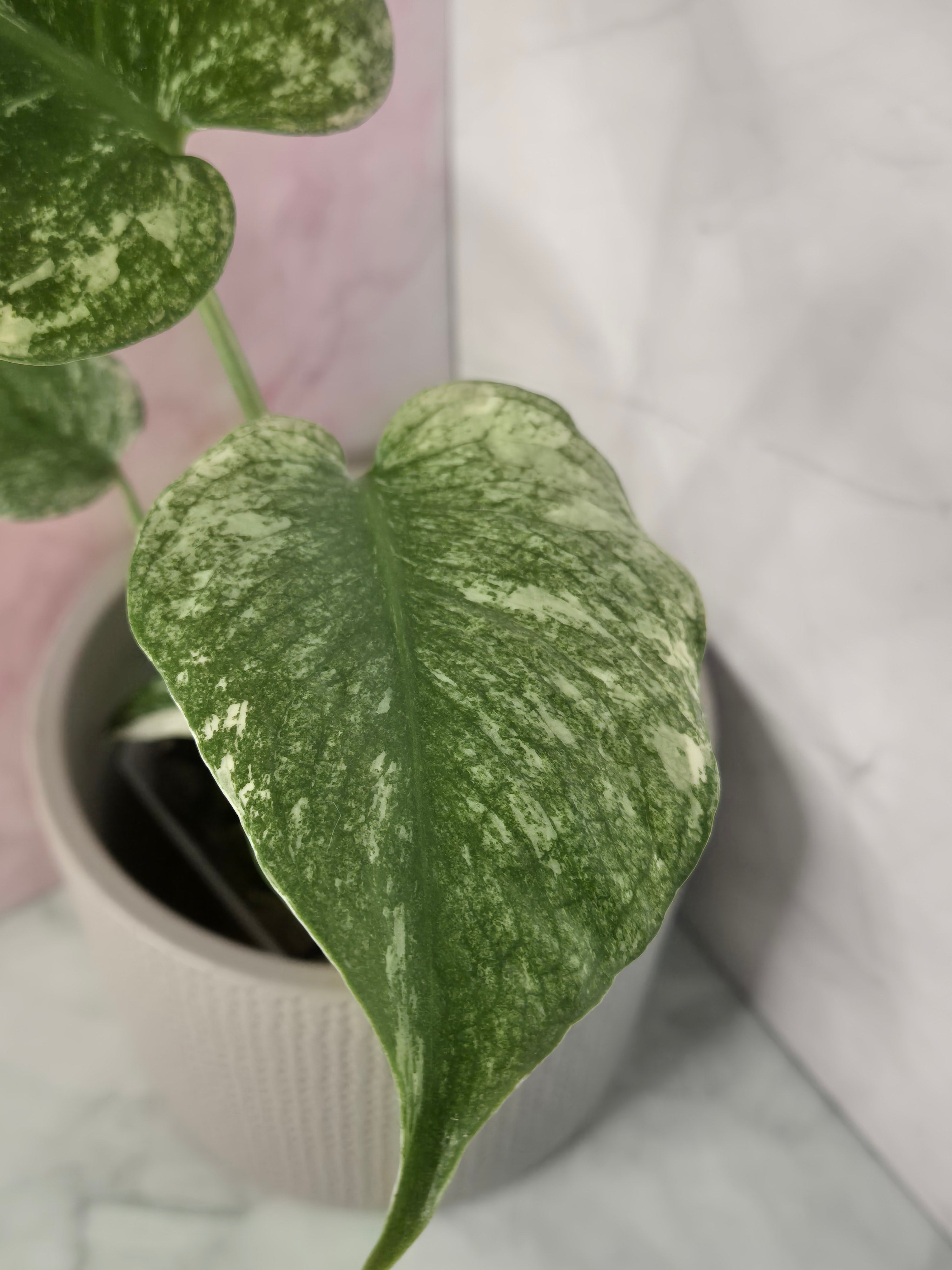 Monstera Mint #5