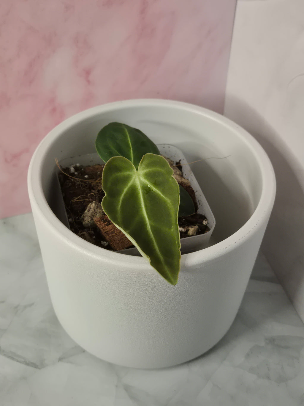 Anthurium Regale #10