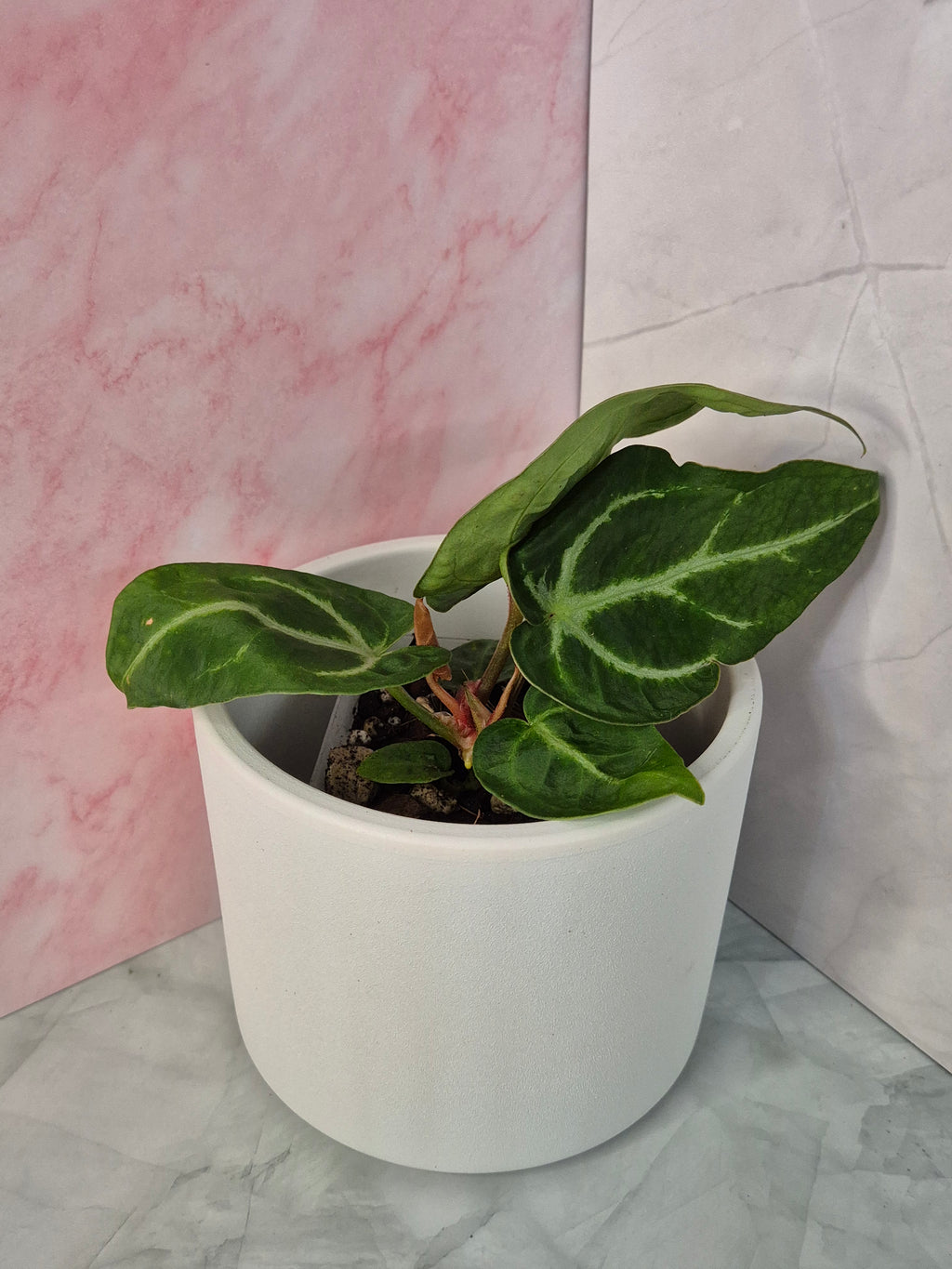 Anthurium Crystallinum x Magnificum #2