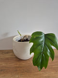 Philodendron Mayoi #1
