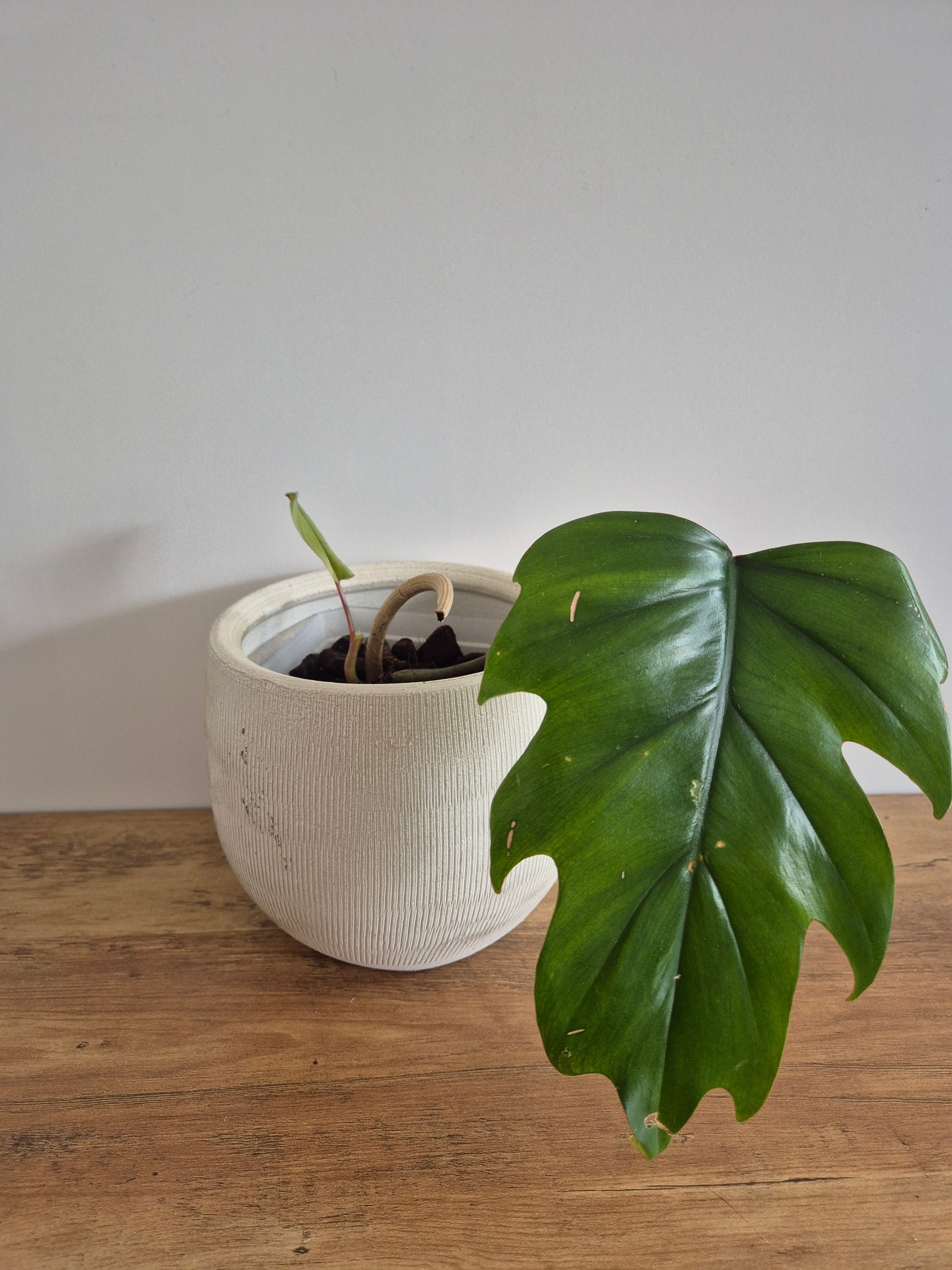 Philodendron Mayoi #1