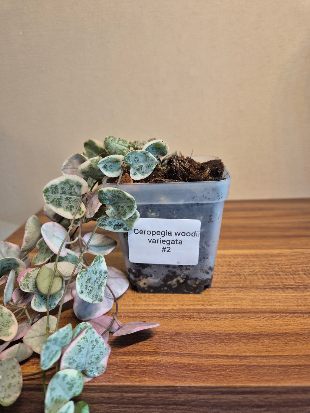 Ceropegia Woodii Variegata #2