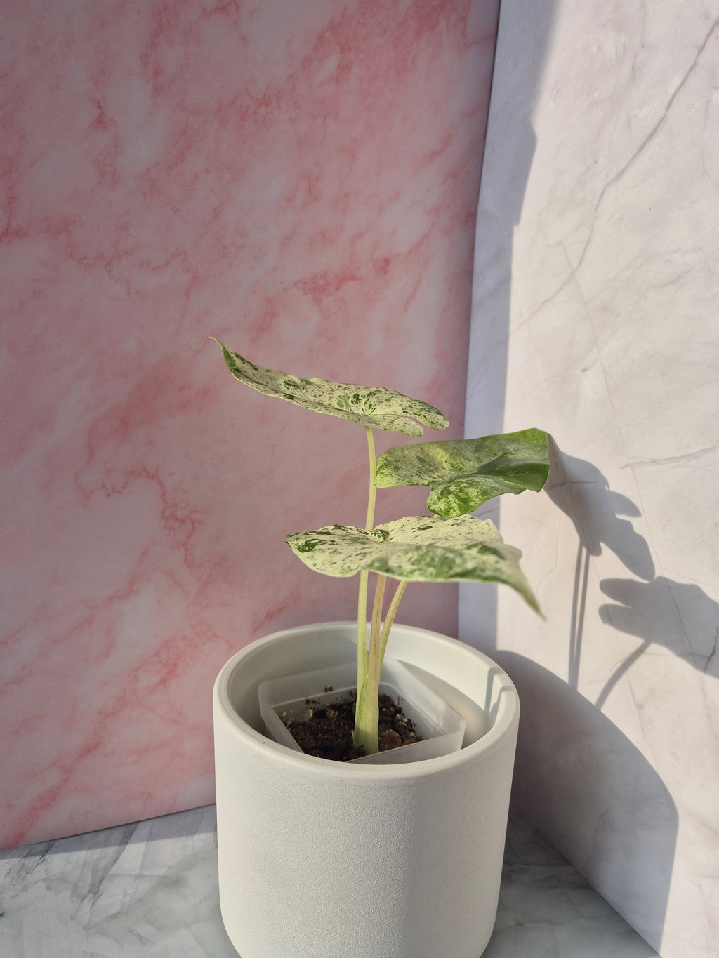 Alocasia Macrorrhiza splash #6