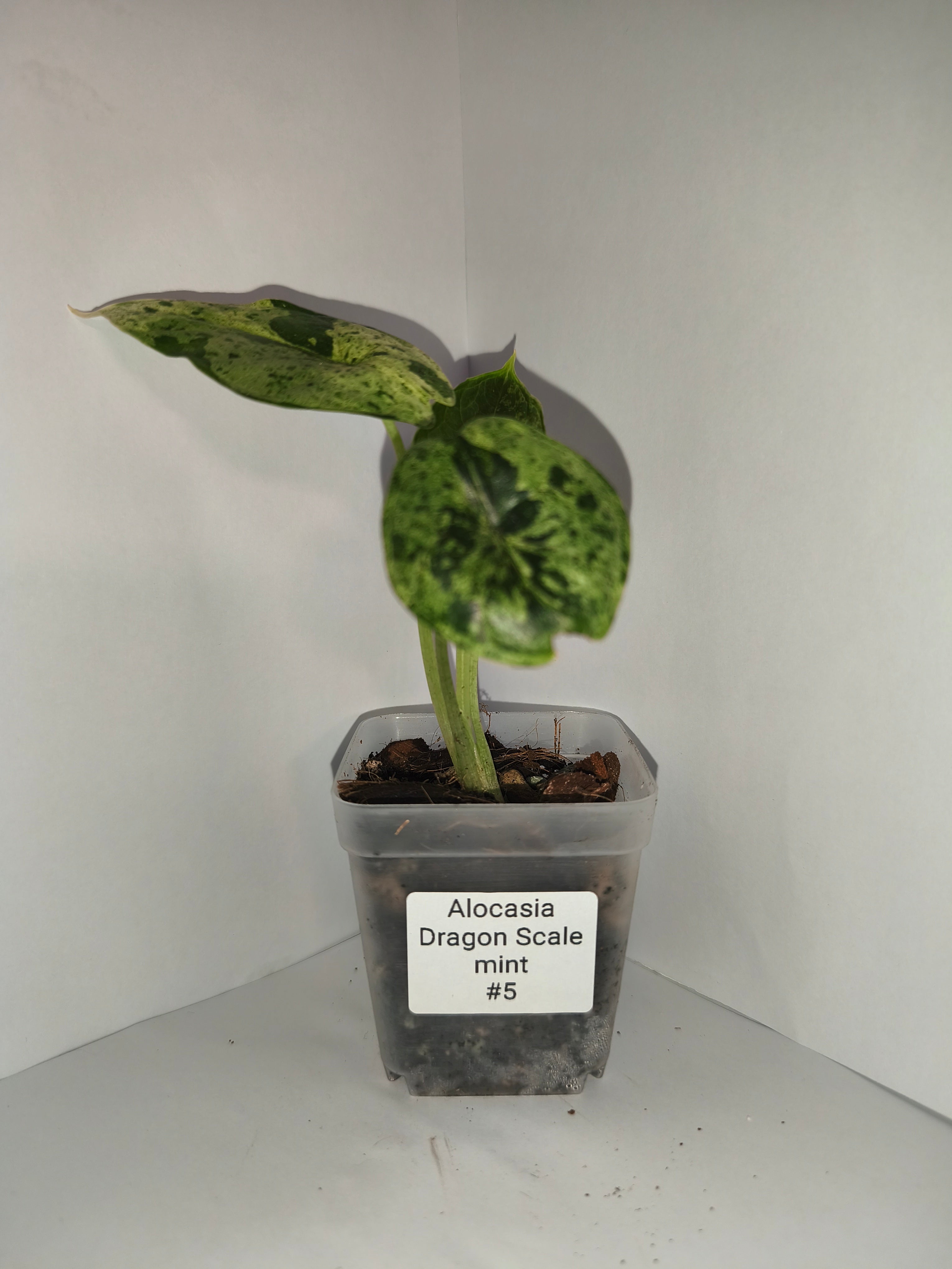 Alocasia Dragon Scale mint #5