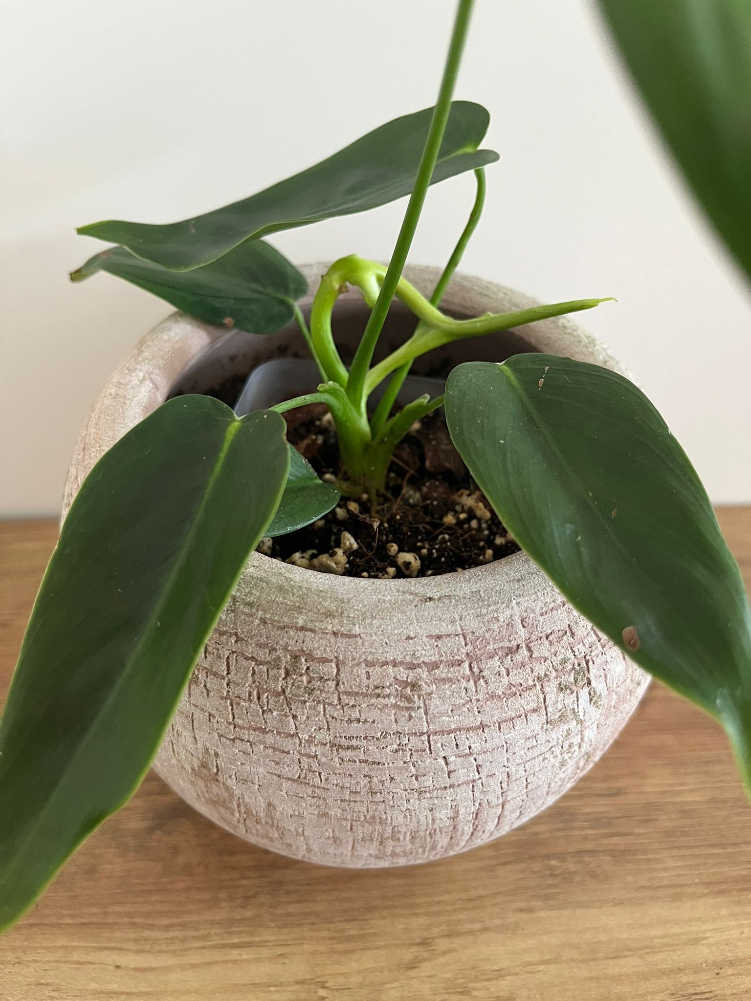 Philodendron Patriciae #6