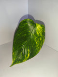 Epipremnum aureum #10