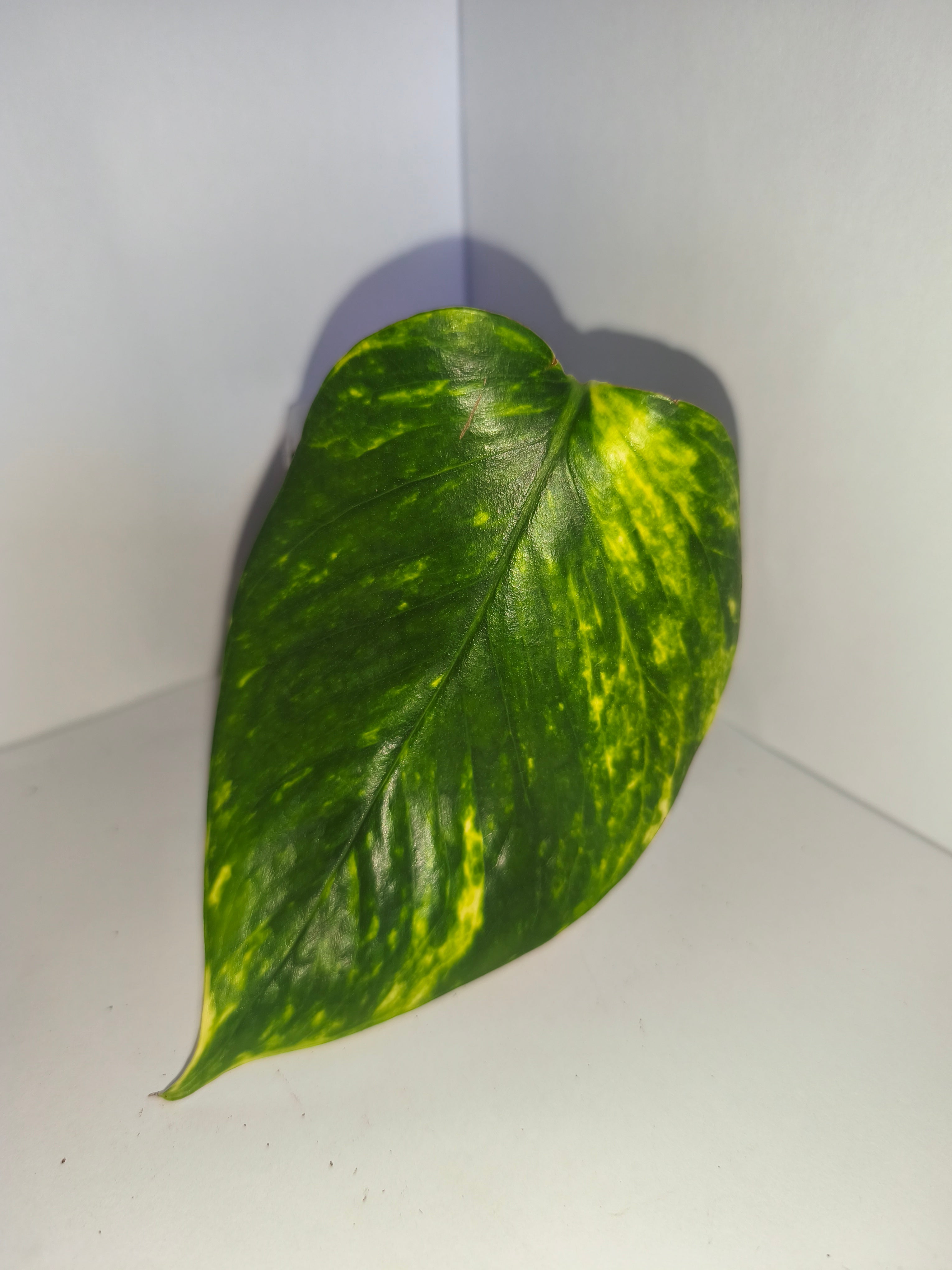 Epipremnum aureum #10