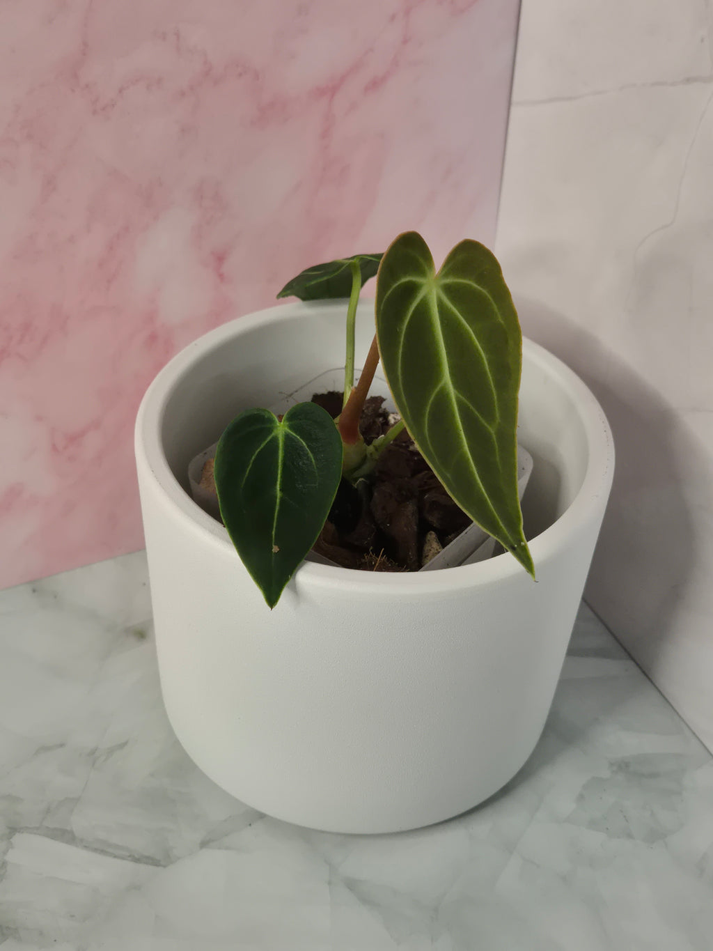 Anthurium Regale #9