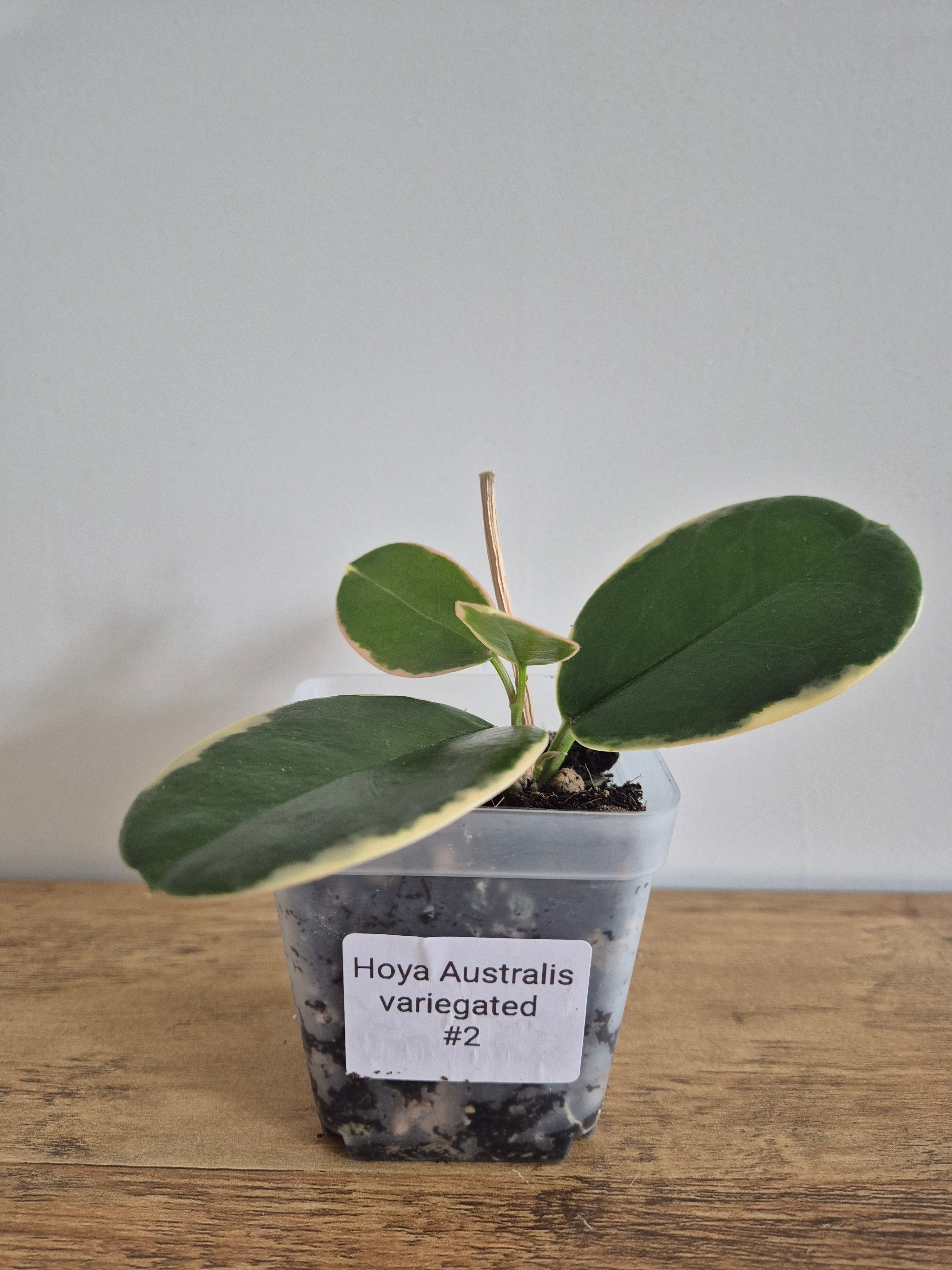 Hoya Australis Variegated #2