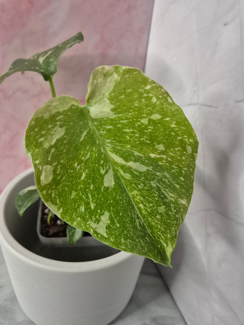 Monstera Thai Constellation #3