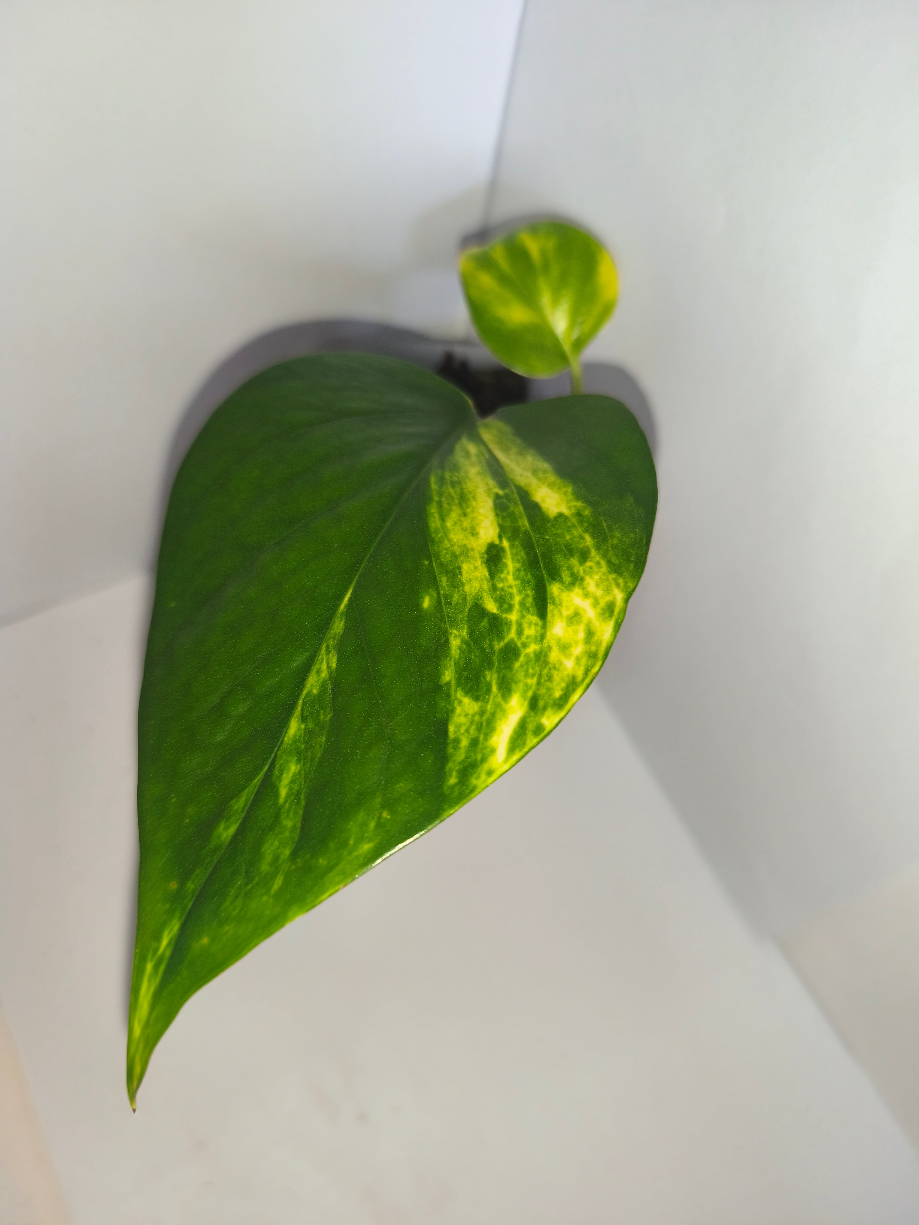 Epipremnum aureum #7
