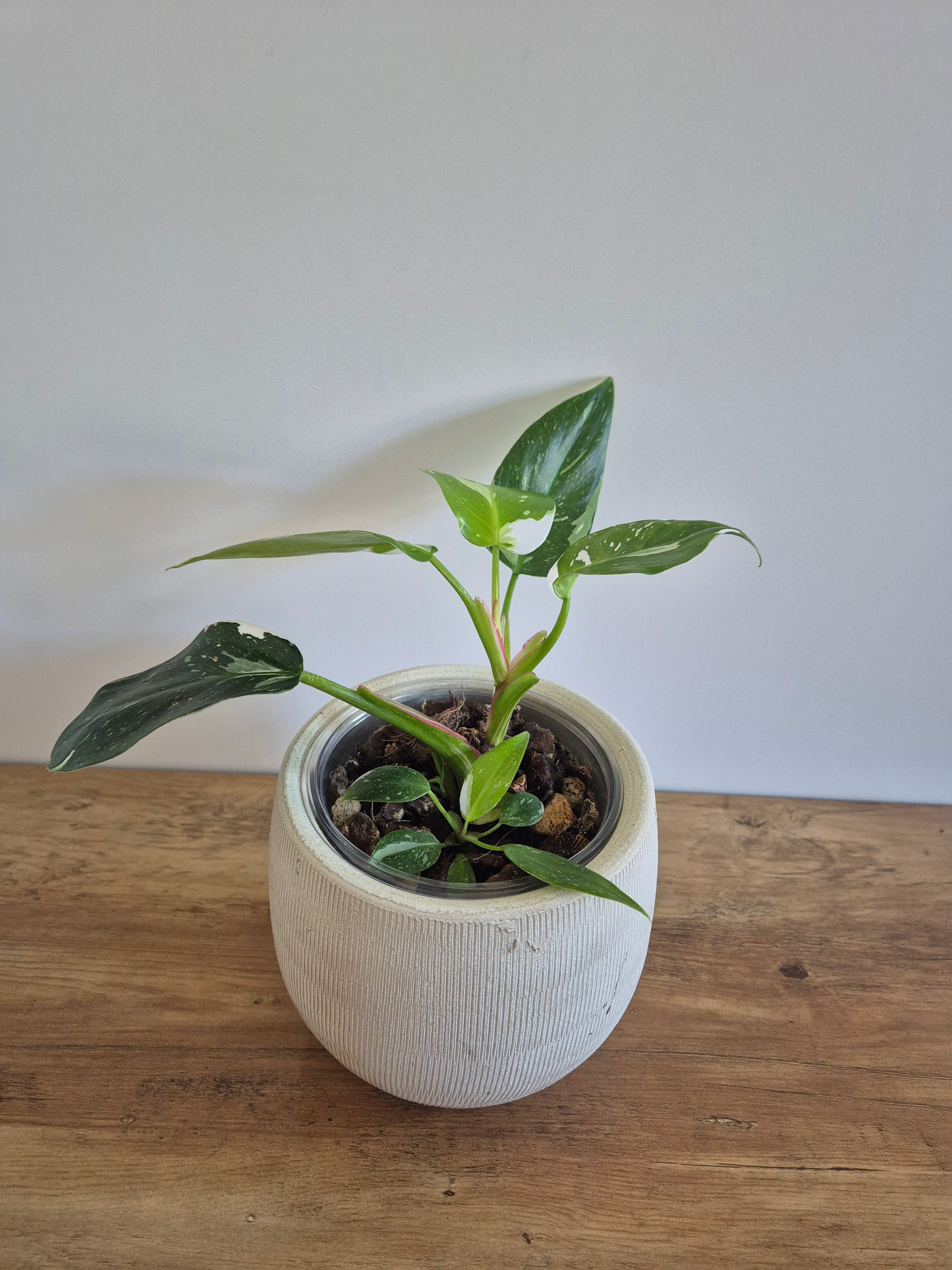 Philodendron White Princess #7
