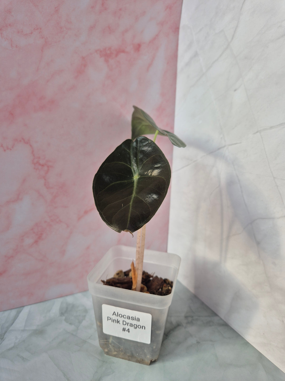 Alocasia Pink Dragon #4